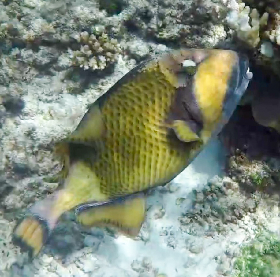 Titan Triggerfish