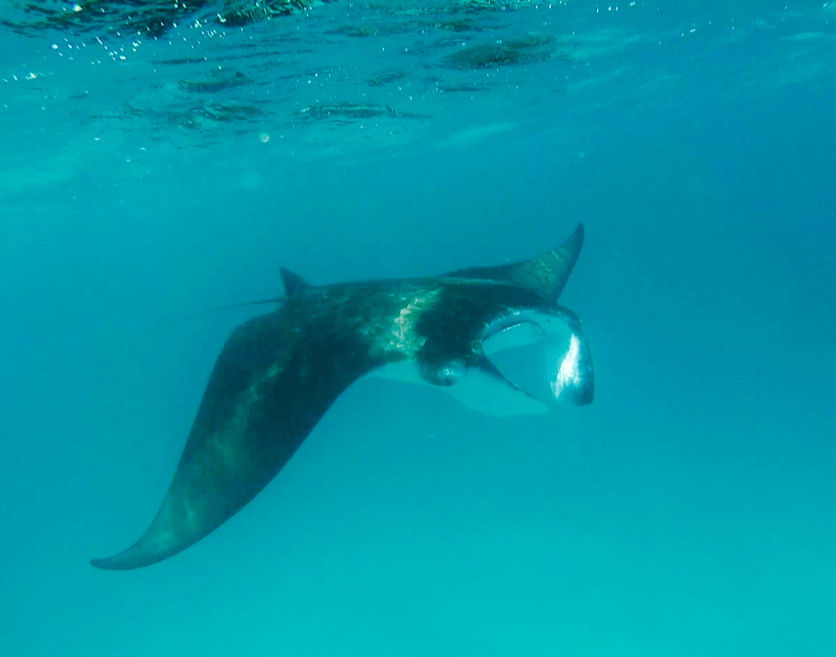 Manta ray