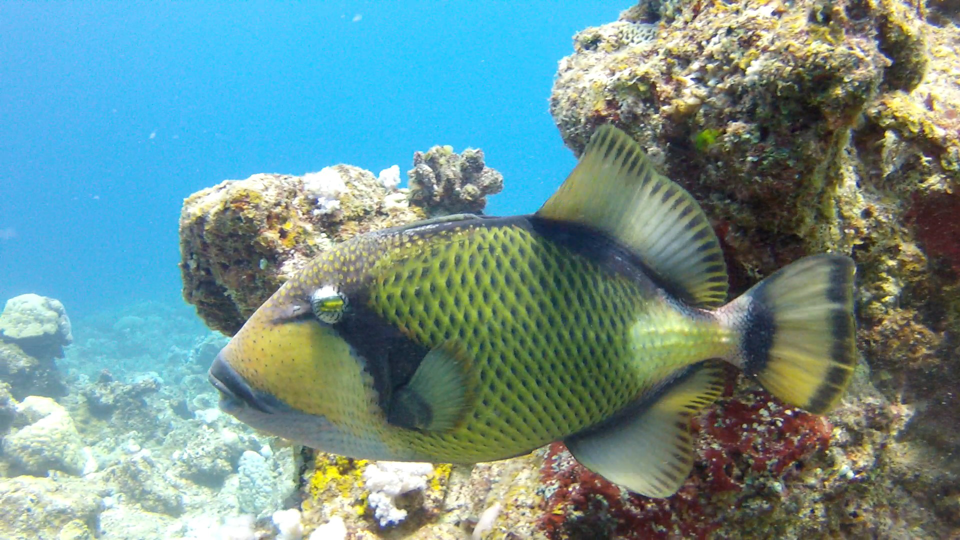 Titan Triggerfish Titan Triggerfish