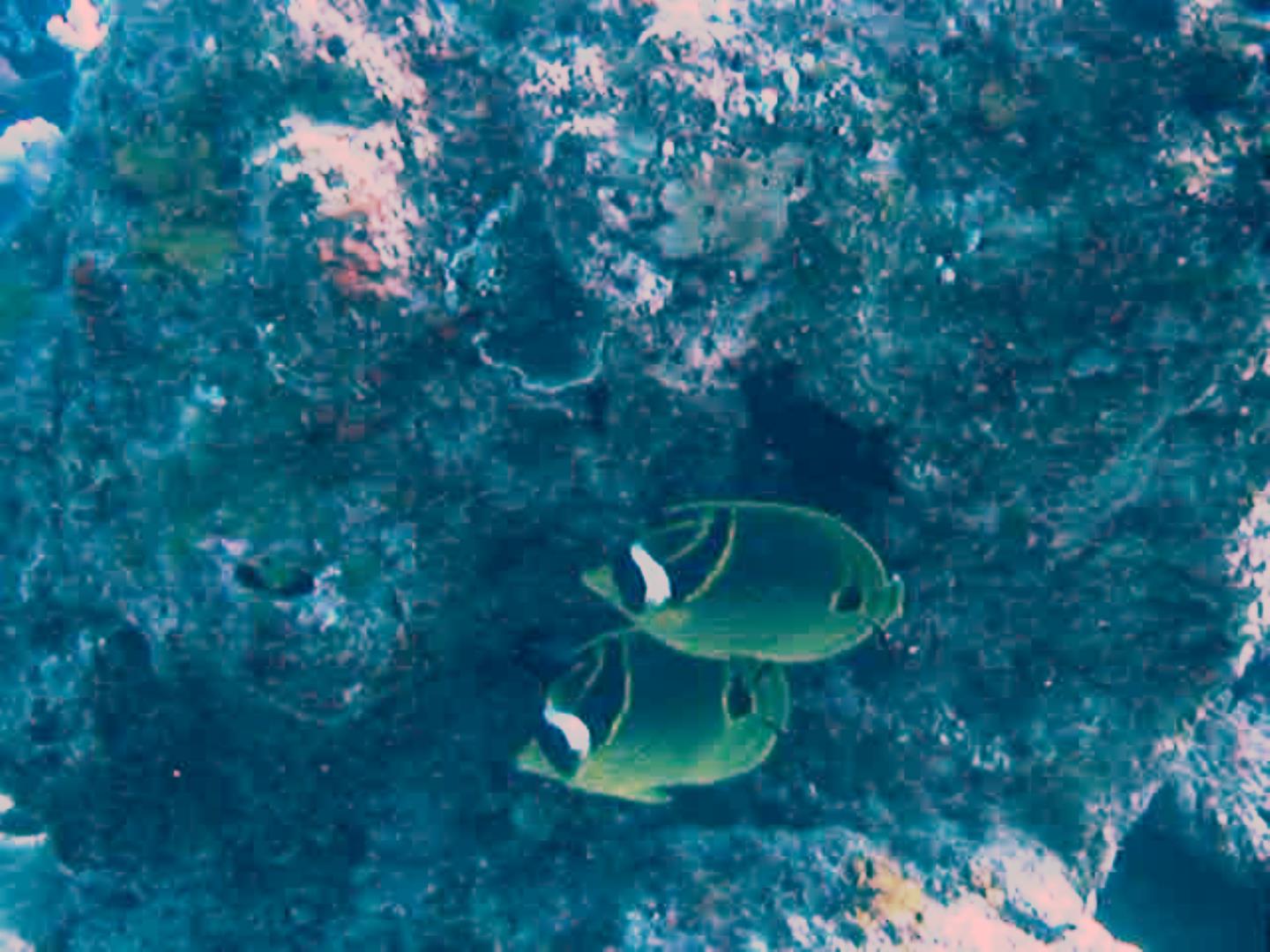 Halfmoon butterflyfish