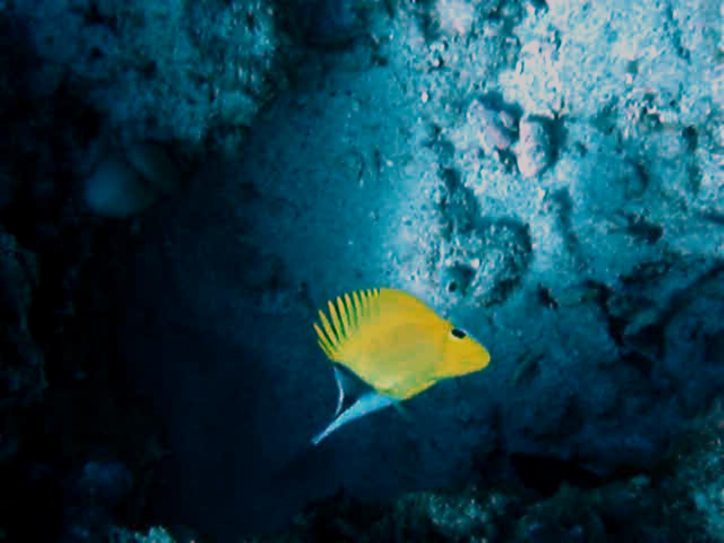 Longnose butterflyfish