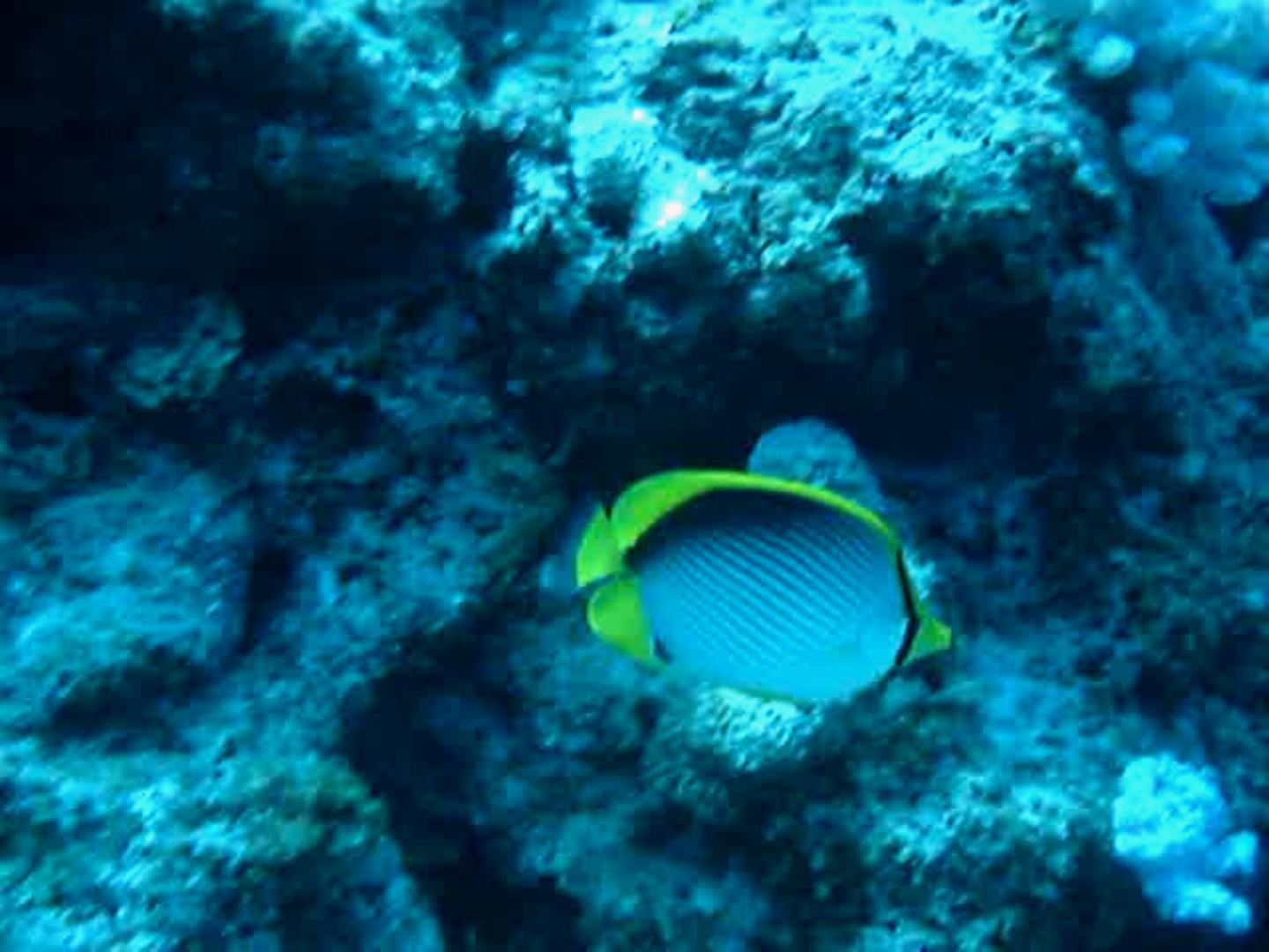 Blackbacked butterflyfish