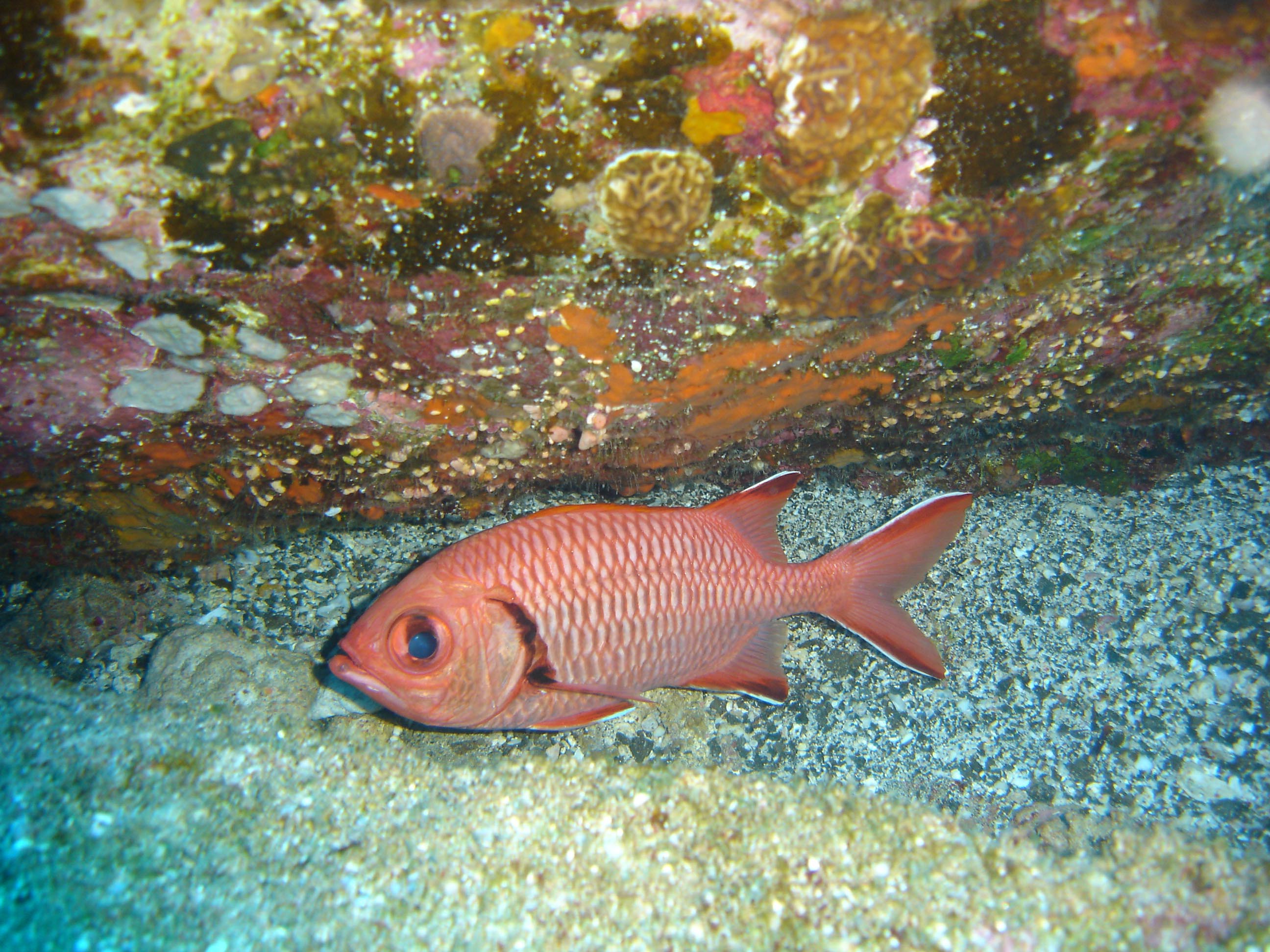 Blotcheye soldierfish Blotcheye soldierfish