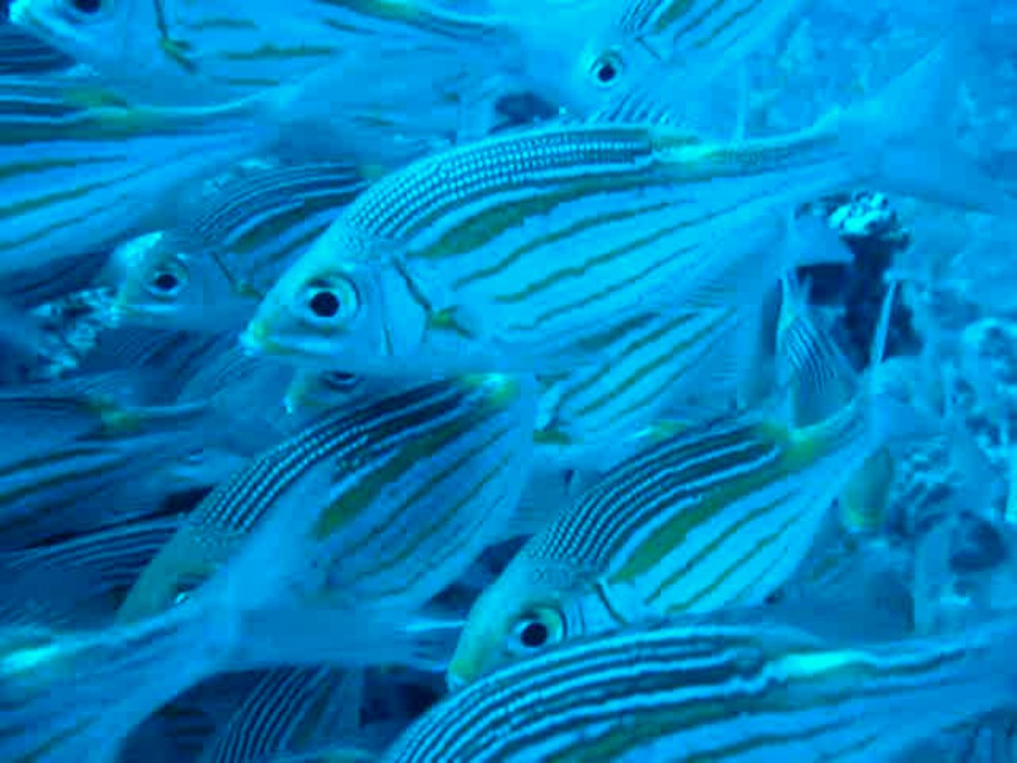 Striped large eye emperor