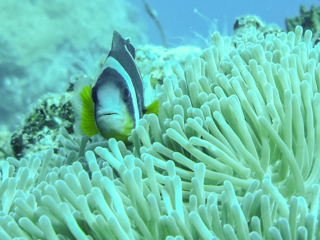 Mauritius Clown fish