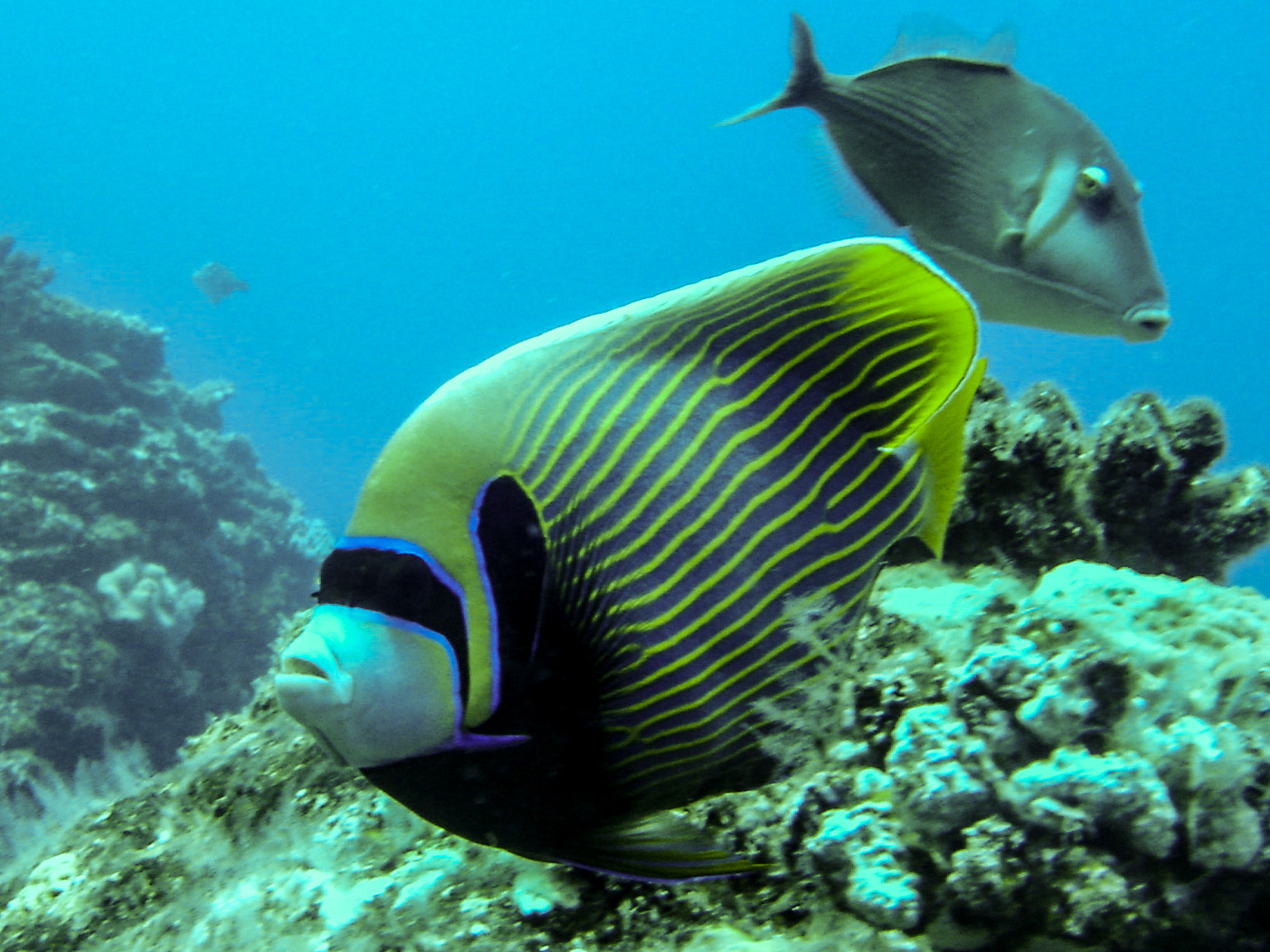 Emperor Angelfish