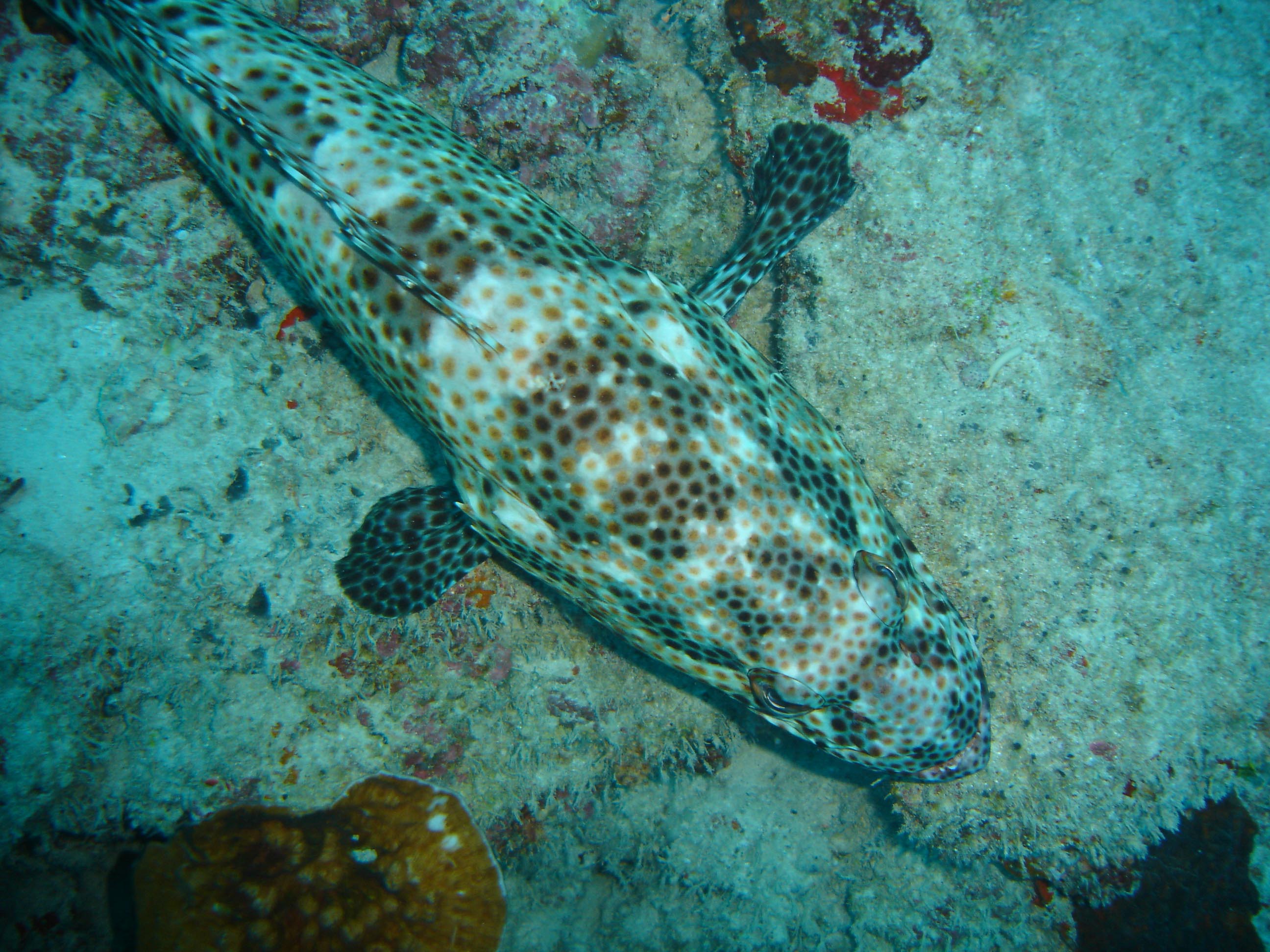 Grouper Grouper