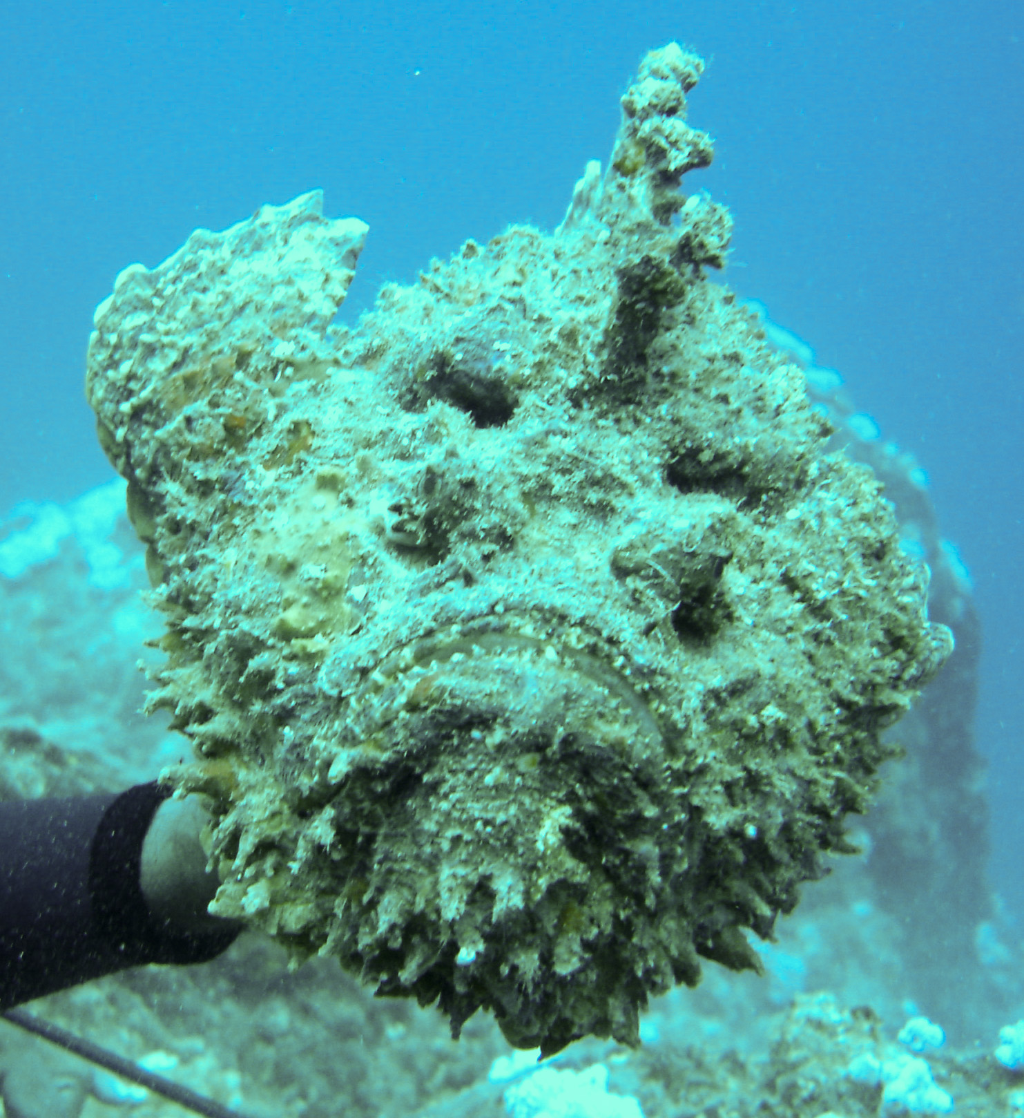 Devil scorpionfish Devil scorpionfish