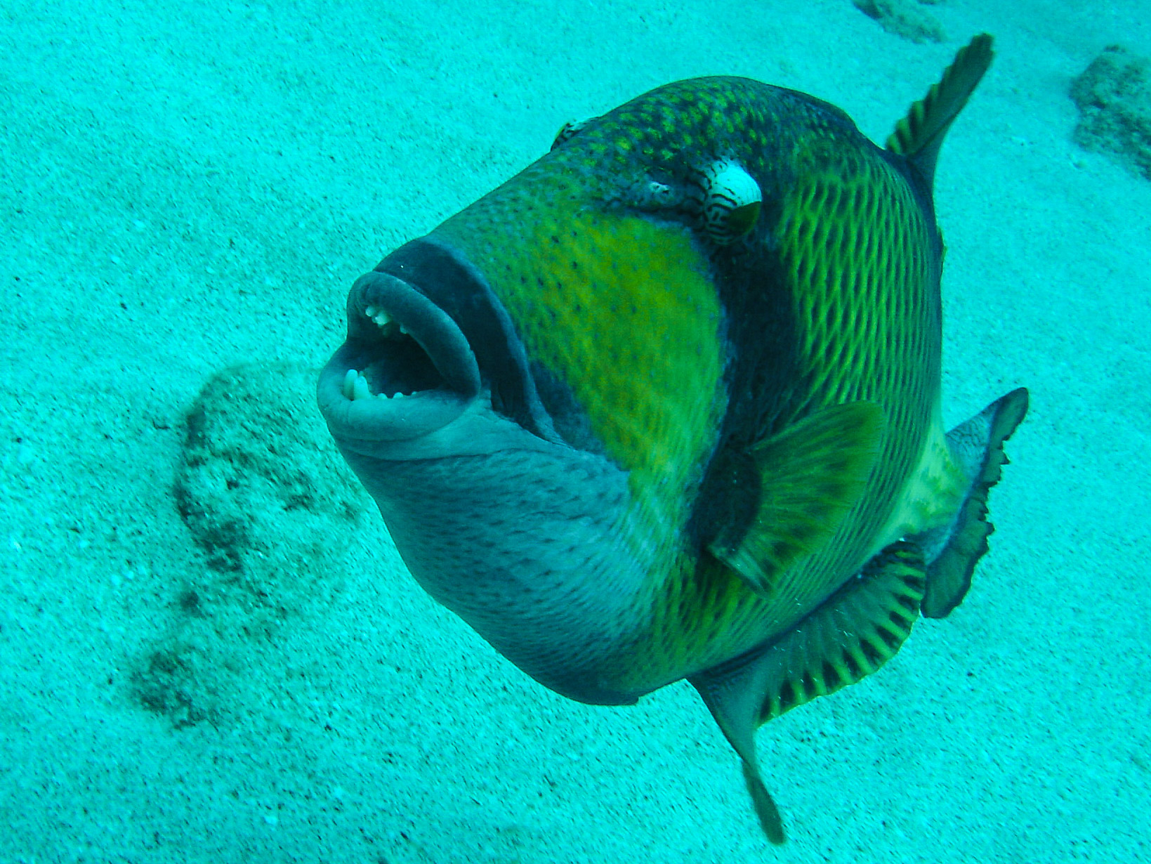 Titan Triggerfish Titan Triggerfish