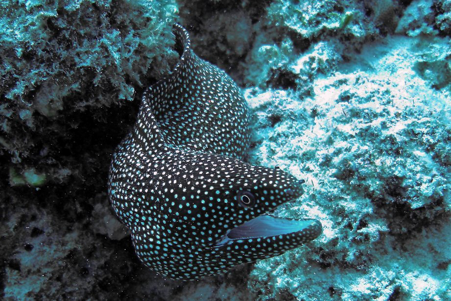 Honeycomb Moray eel Honeycomb Moray eel
