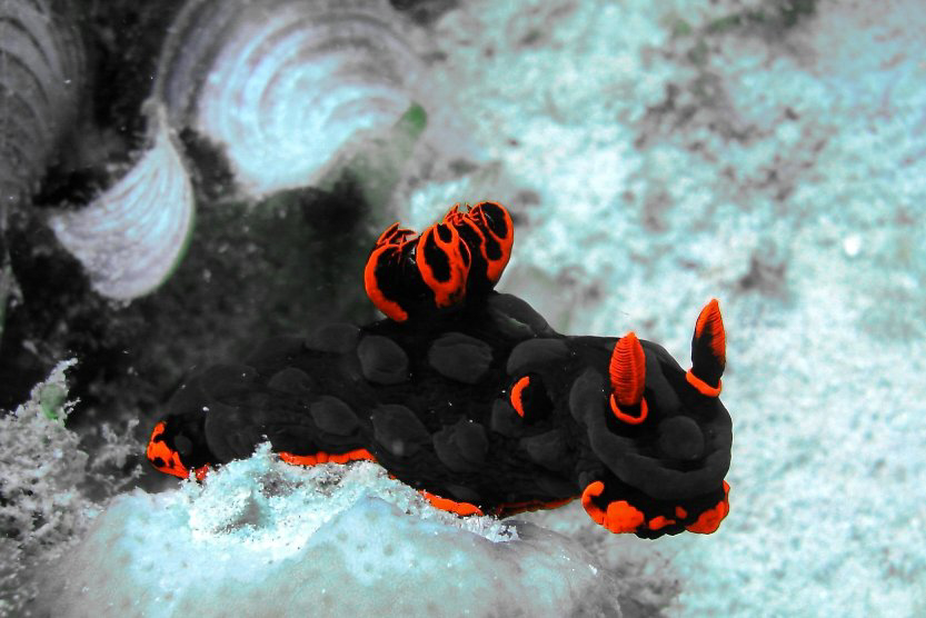 Variable neon slug or Dusky nembrotha (Nembrotha kubaryana) Variable neon slug or Dusky nembrotha (Nembrotha kubaryana)