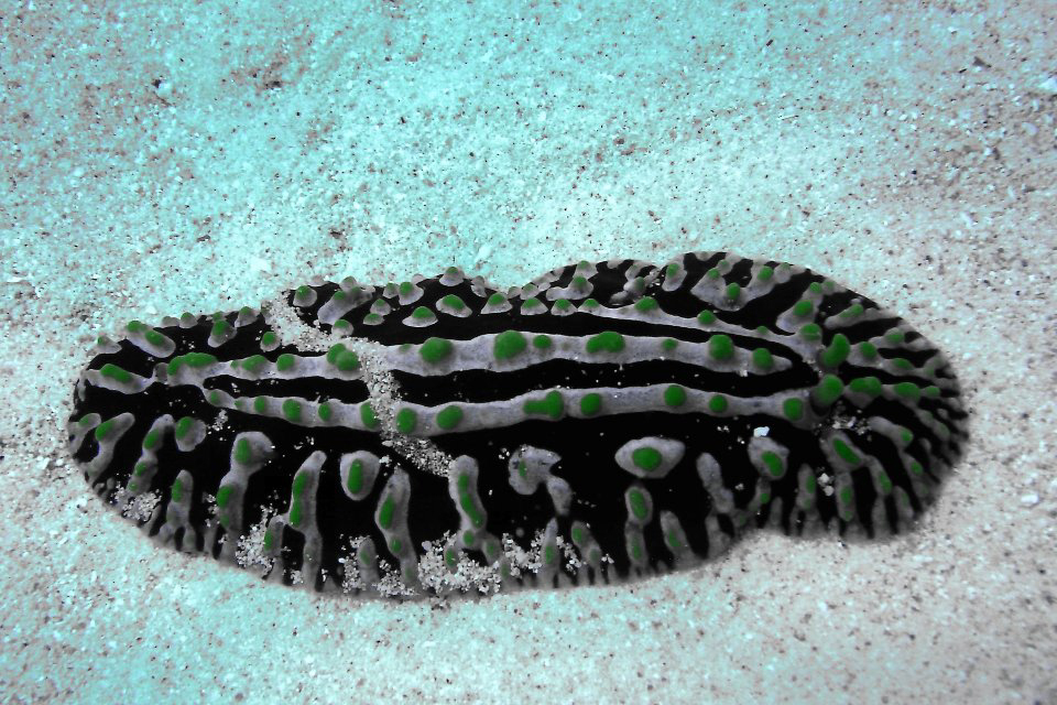 Phyllidia Varicosa (nudibranch) Phyllidia Varicosa (nudibranch)