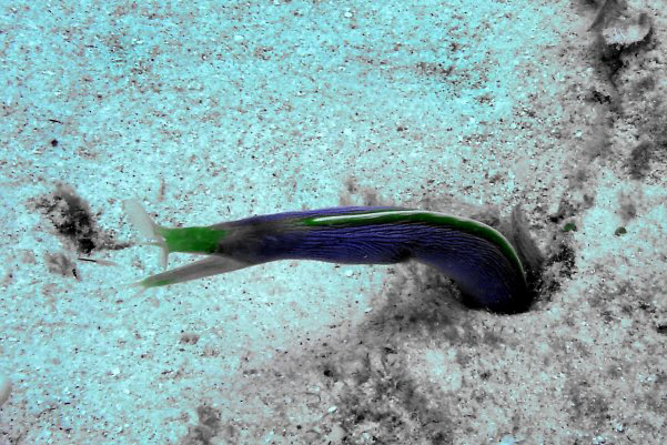 Black ribbon eel Black ribbon eel