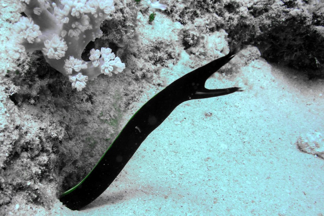 Black ribbon eel Black ribbon eel