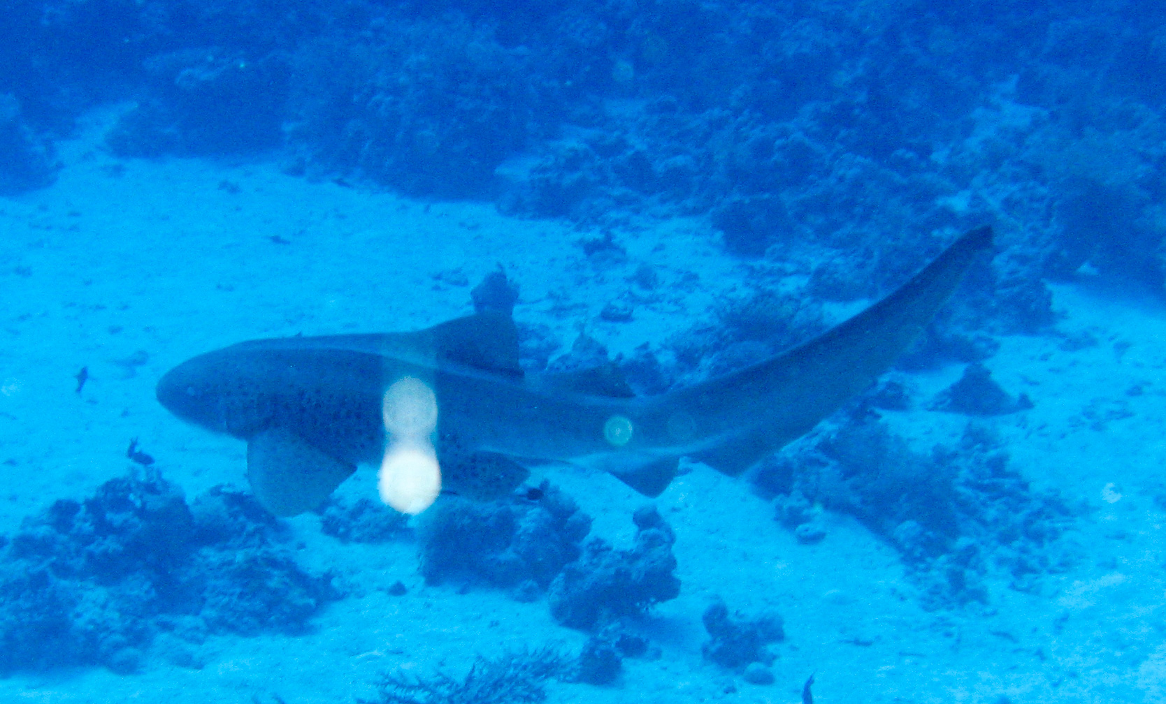 Zebra (leopard) shark