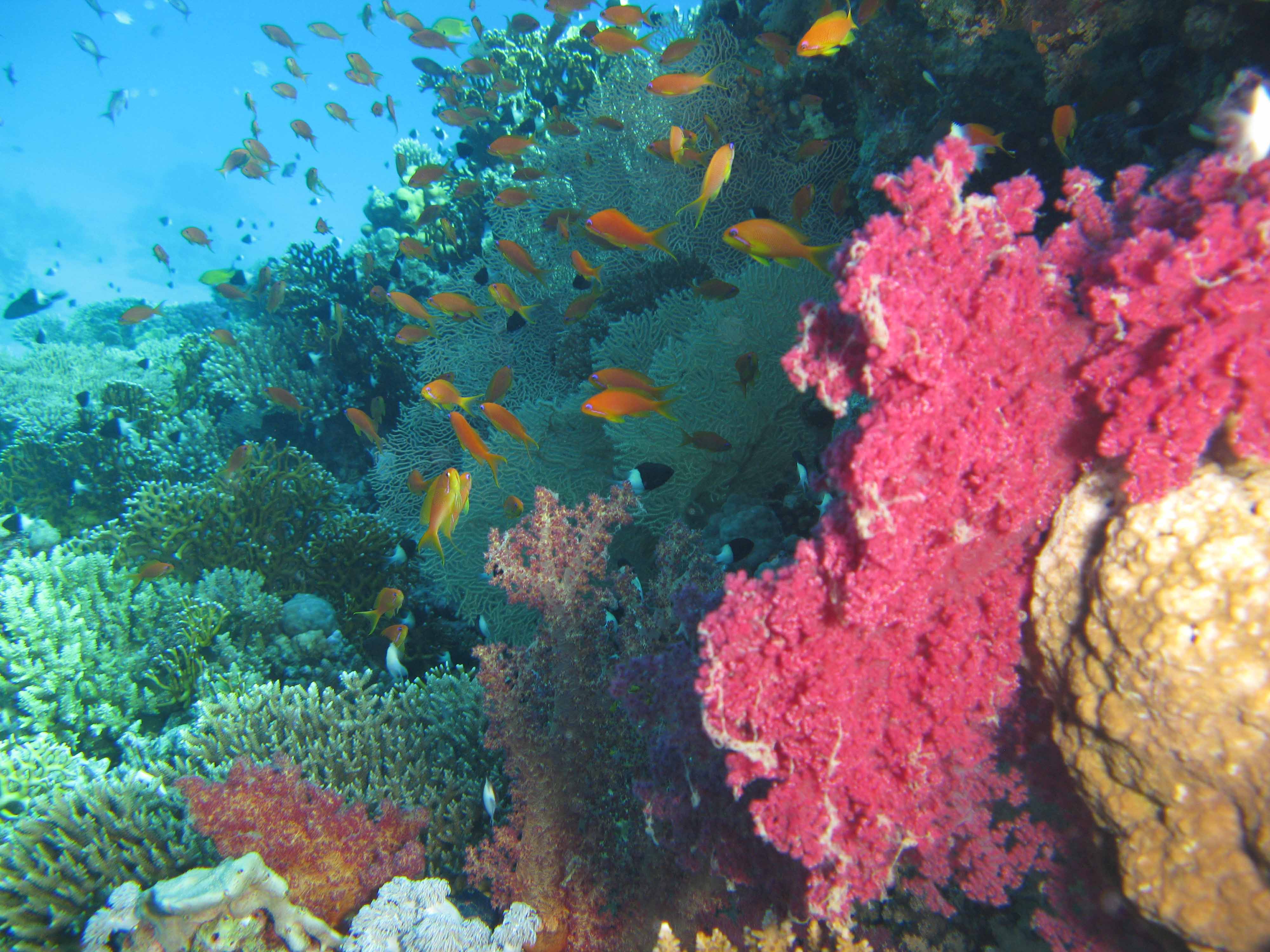 Antheas & half-and-half chromis along the reef wall