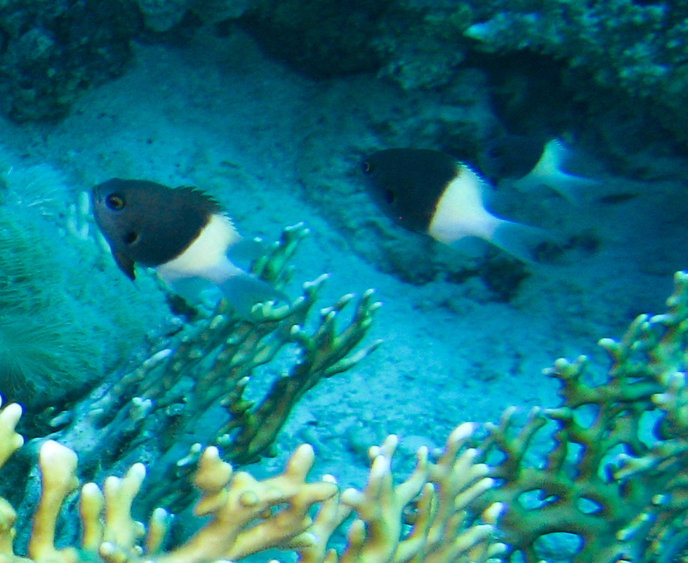 Half-and-half chromis Half-and-half chromis