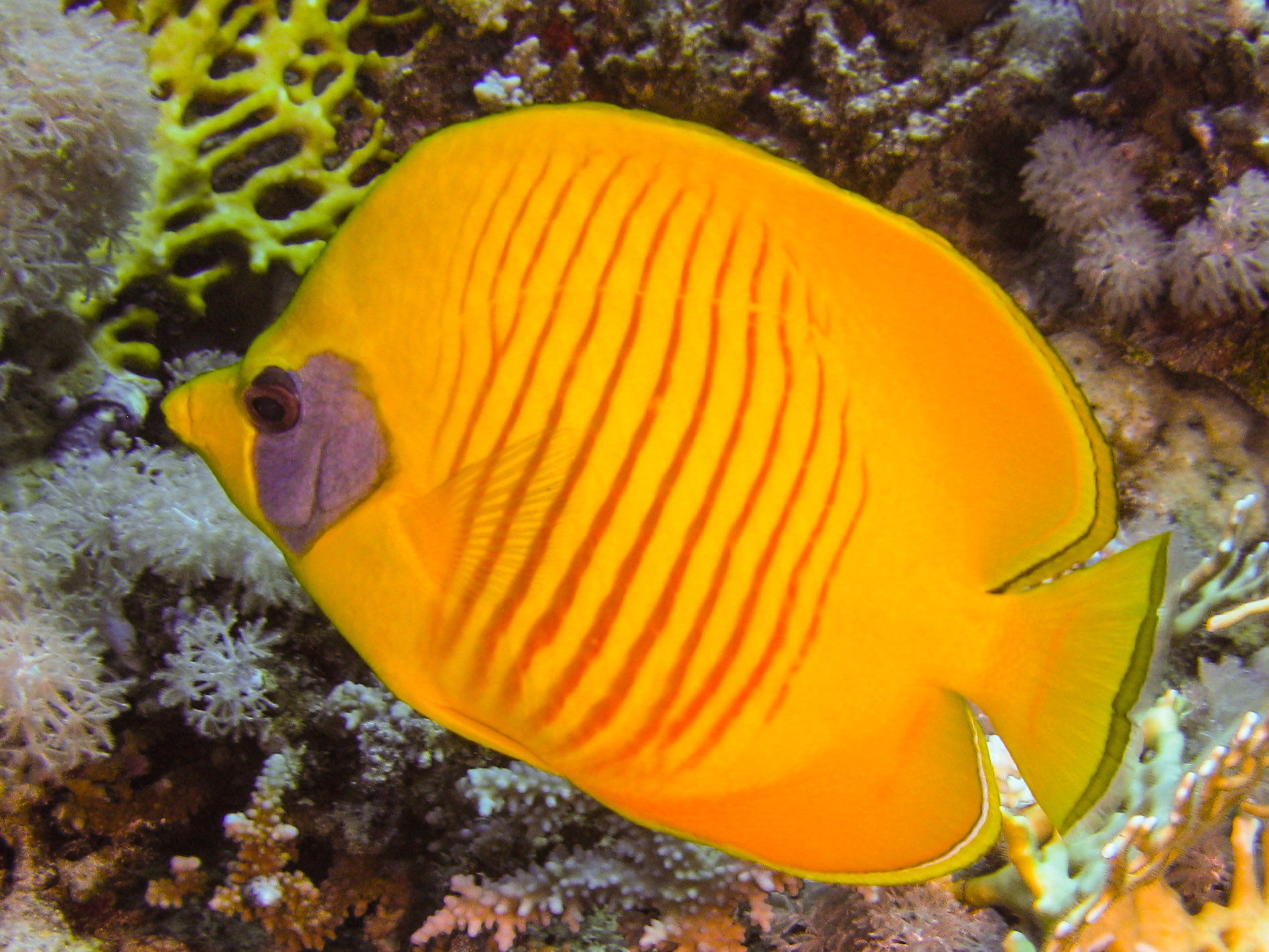 Masked butterflyfish Masked butterflyfish