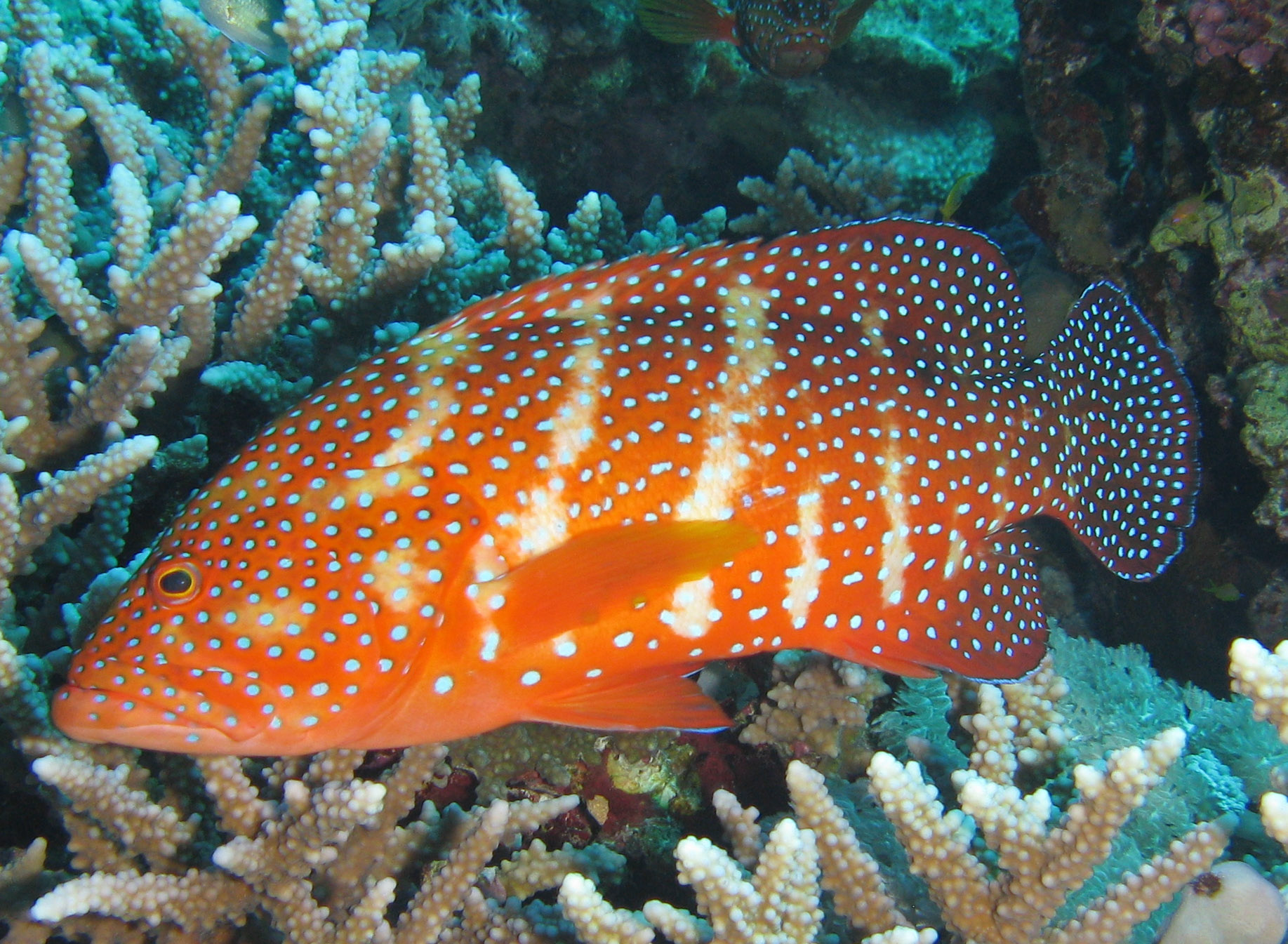 Coral hind Coral hind