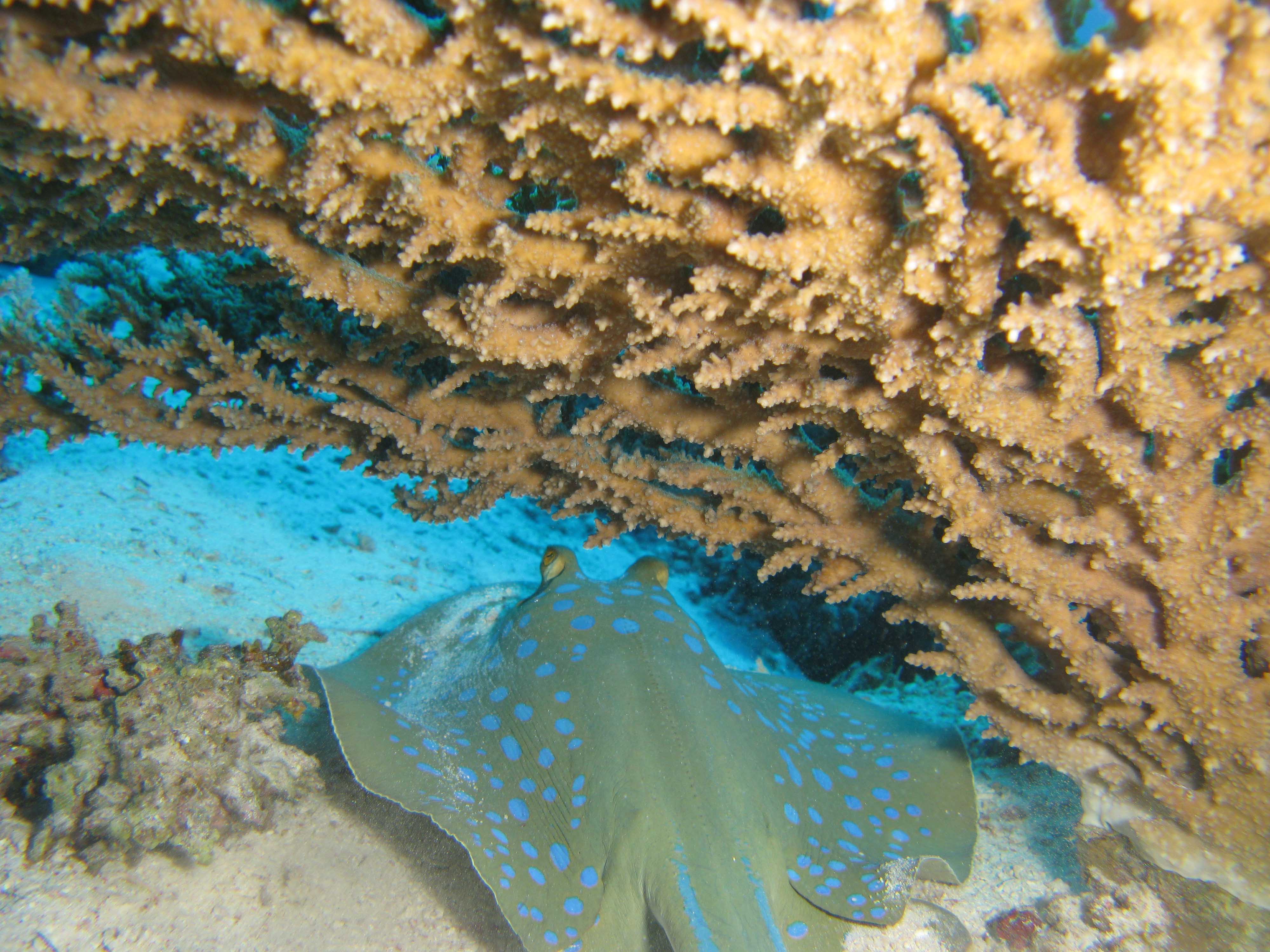 Blue spotted ray Blue spotted ray