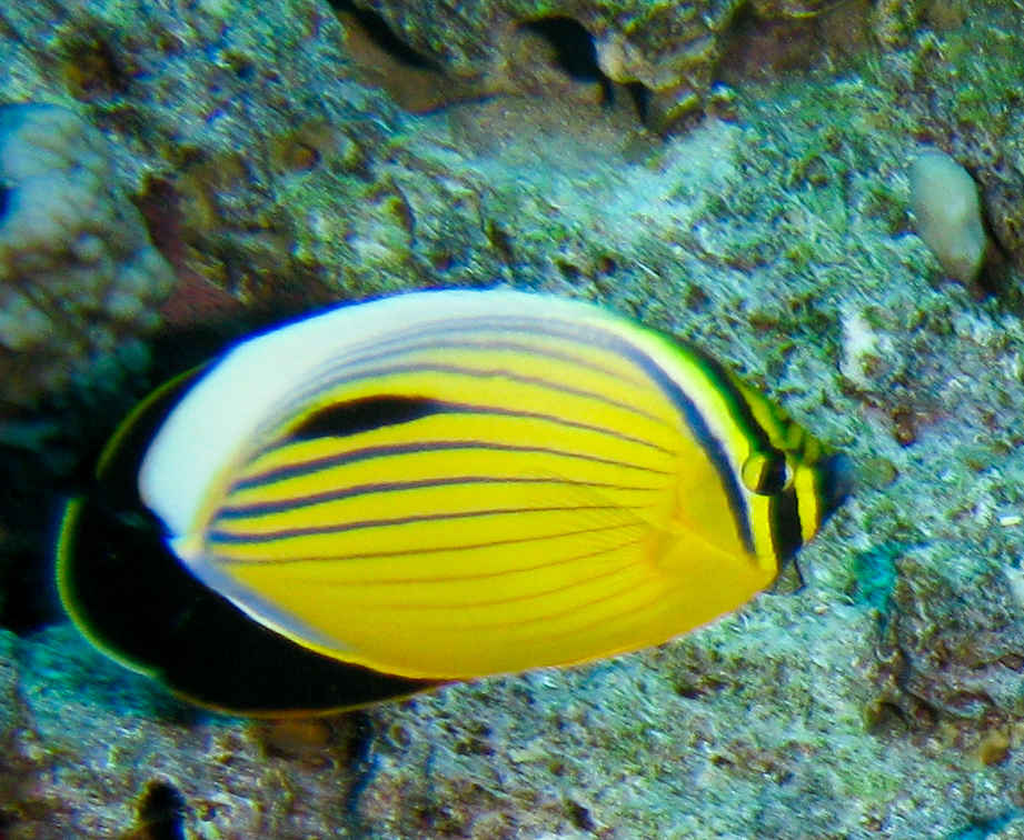 Exquisite butterflyfish Exquisite butterflyfish