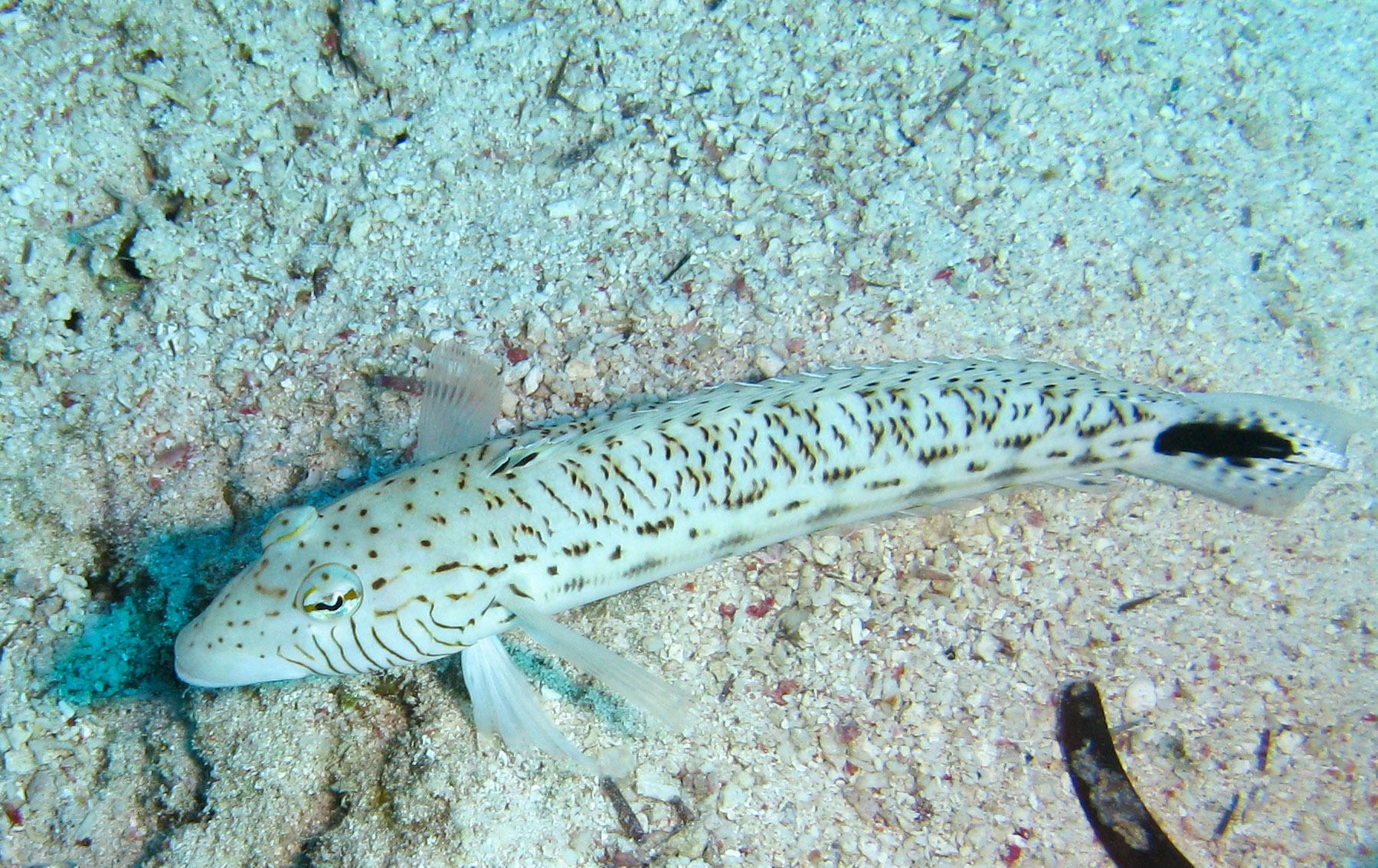 Speckled sandperch Speckled sandperch