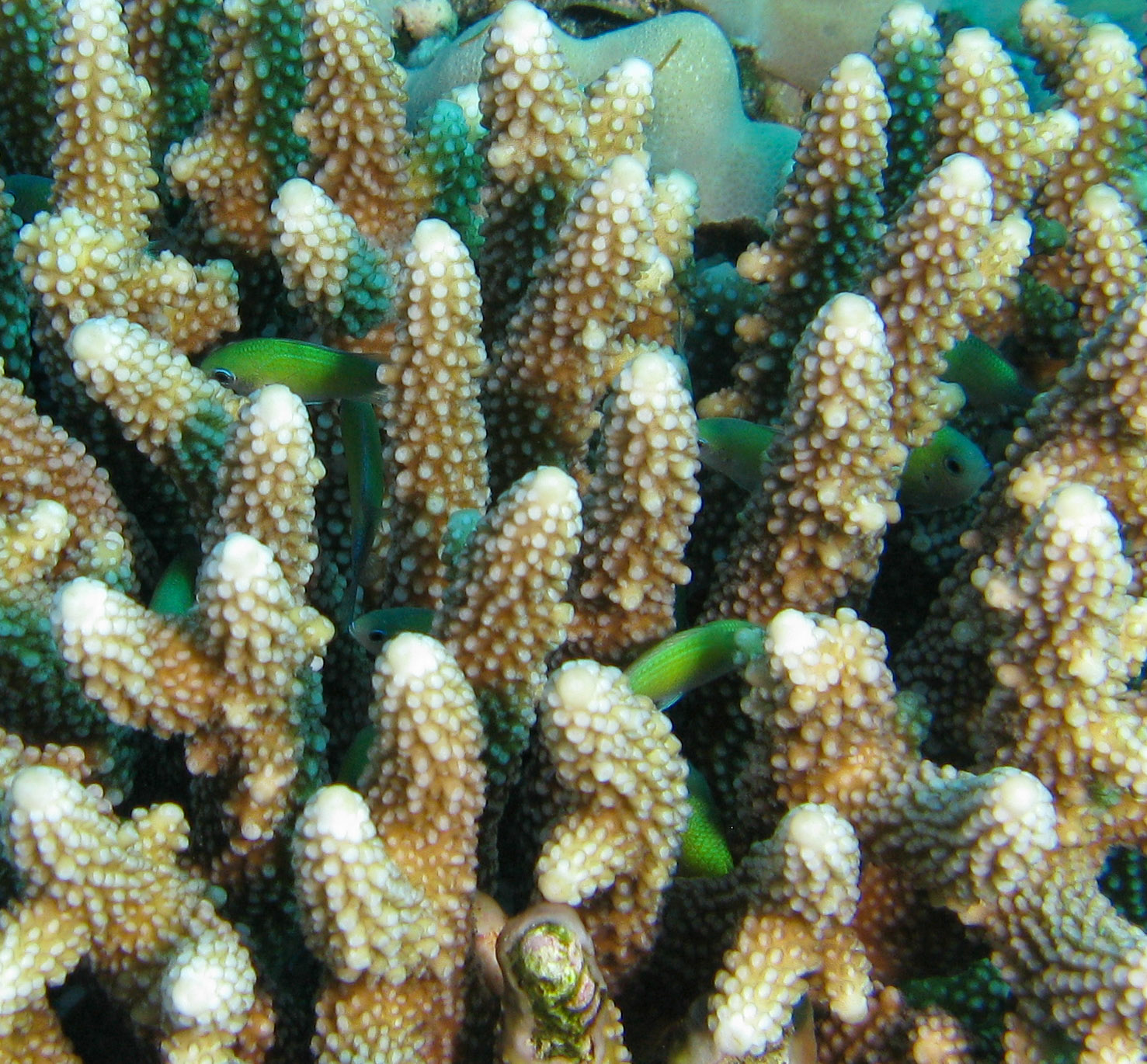 Dottybacks in staghorn coral Dottybacks in staghorn coral