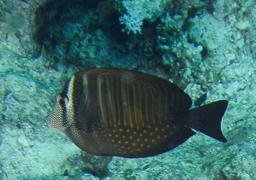 Sailfin Surgeonfish (Zebrasoma desjardinii) Sailfin Surgeonfish (Zebrasoma desjardinii)
