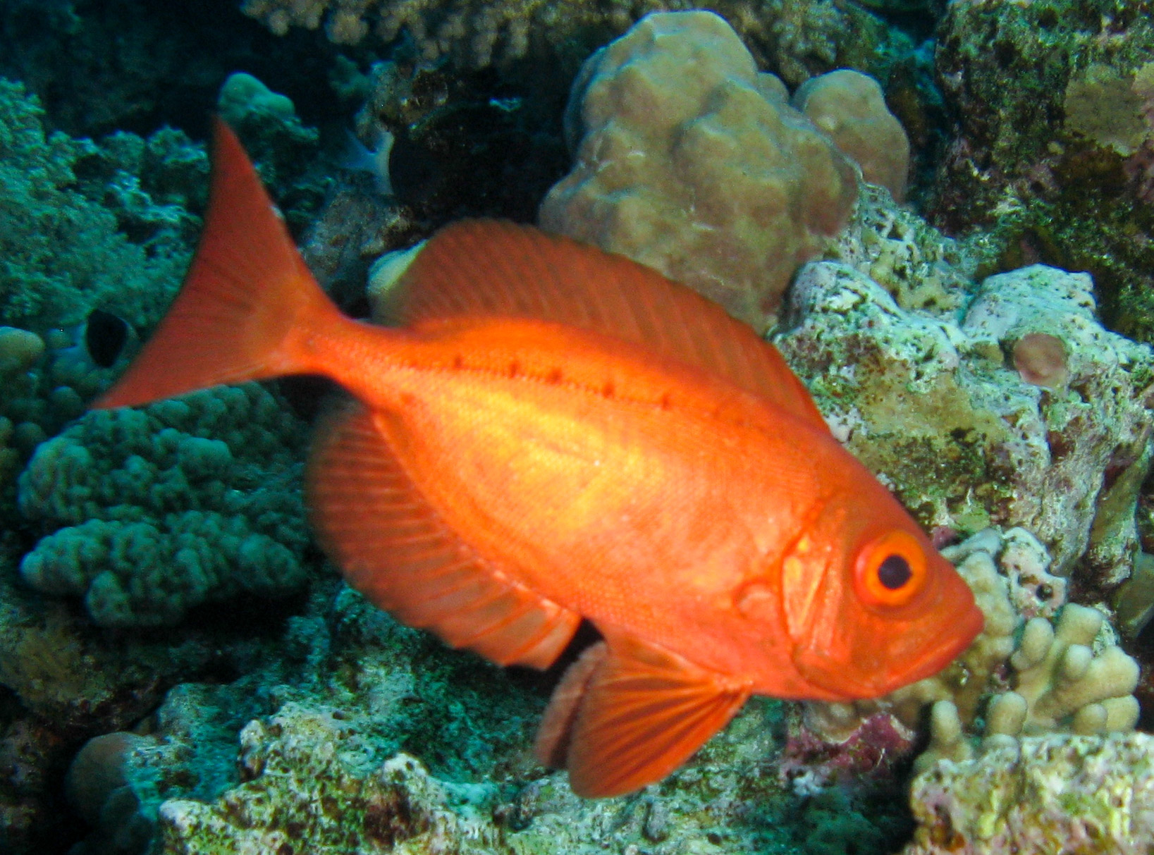 Crescent-tail bigeye Crescent-tail bigeye