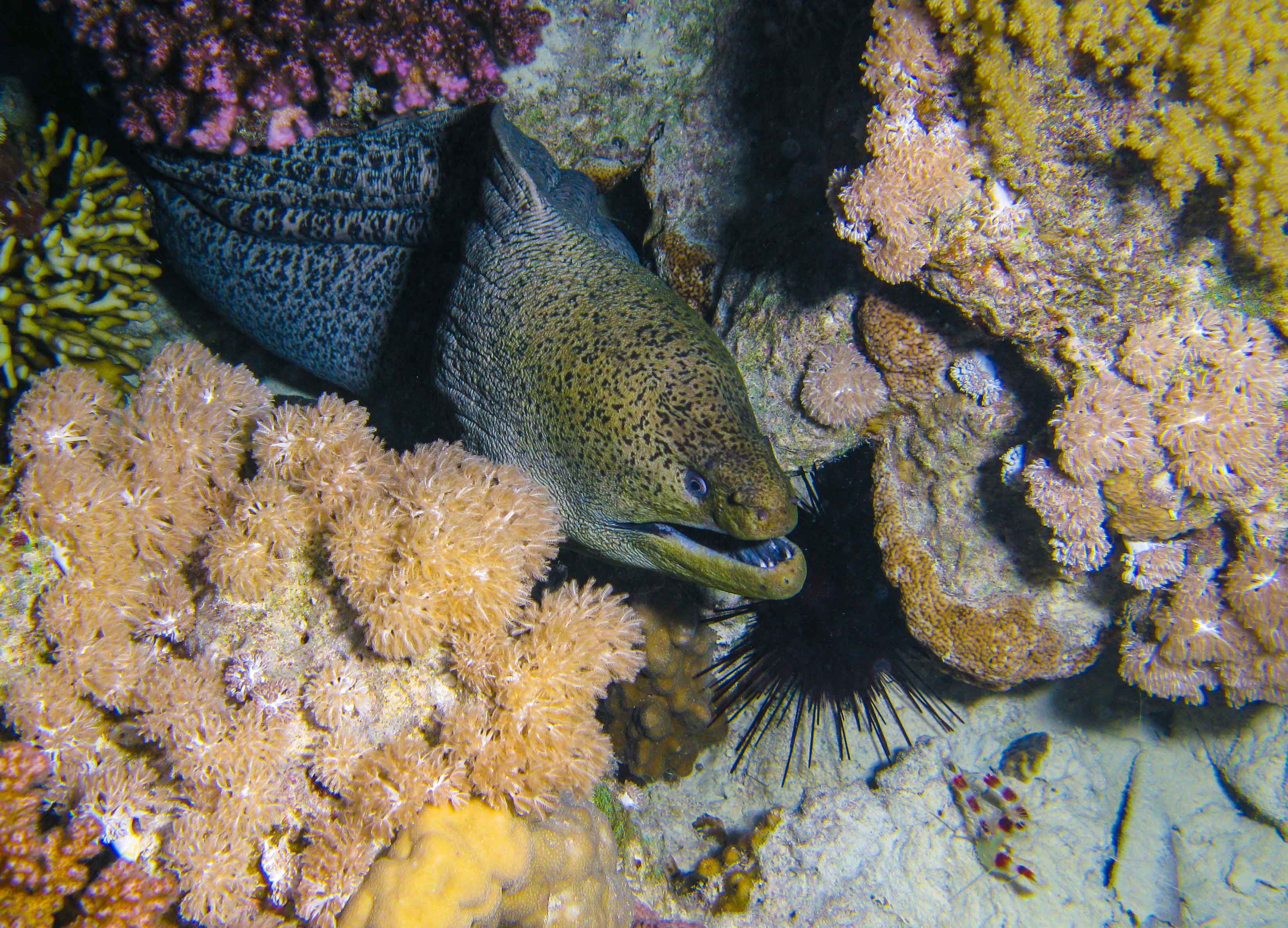 Giant moral eel & cleaner Boxer shrimp