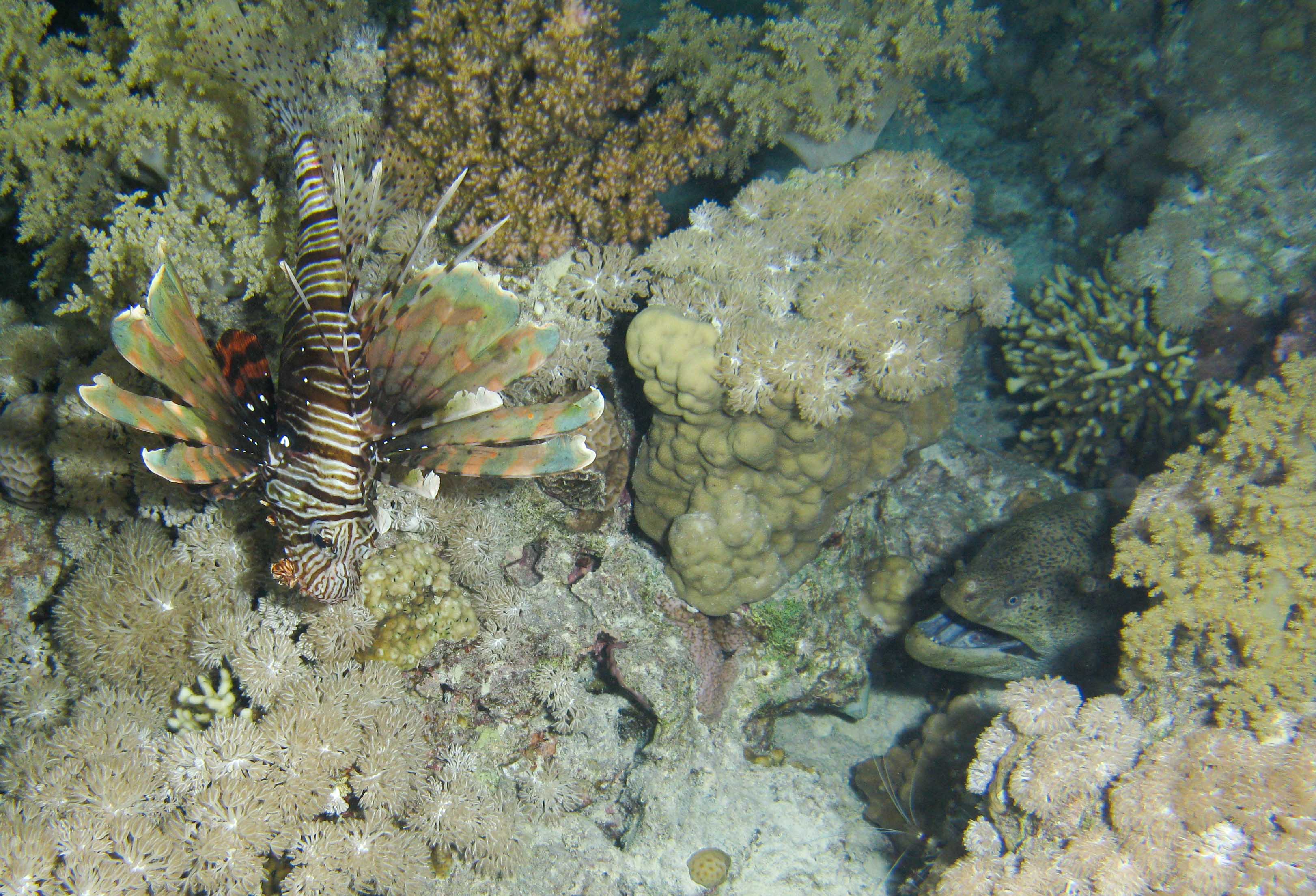Lionfish & Giant moray eel