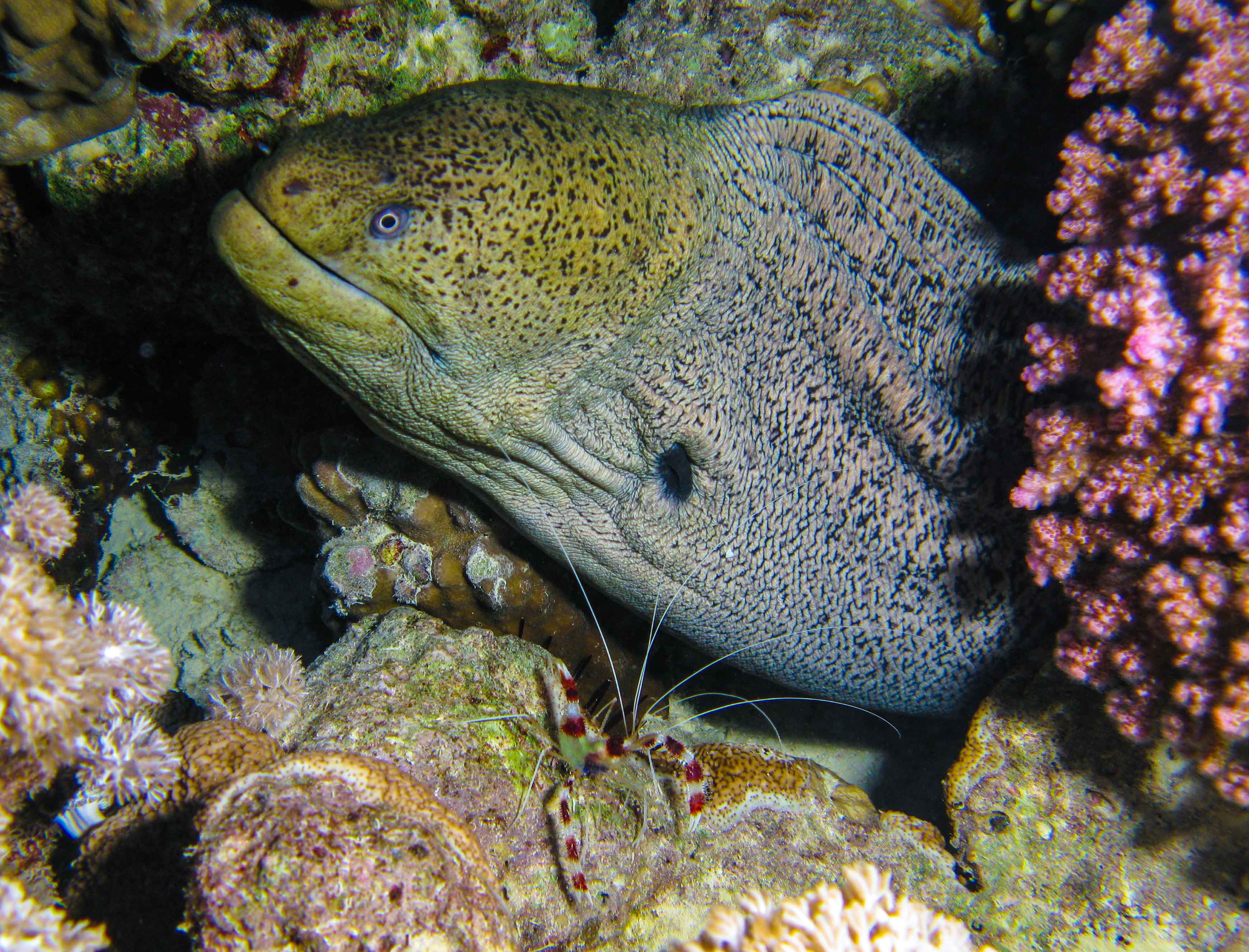 Giant moral eel & cleaner Boxer shrimp