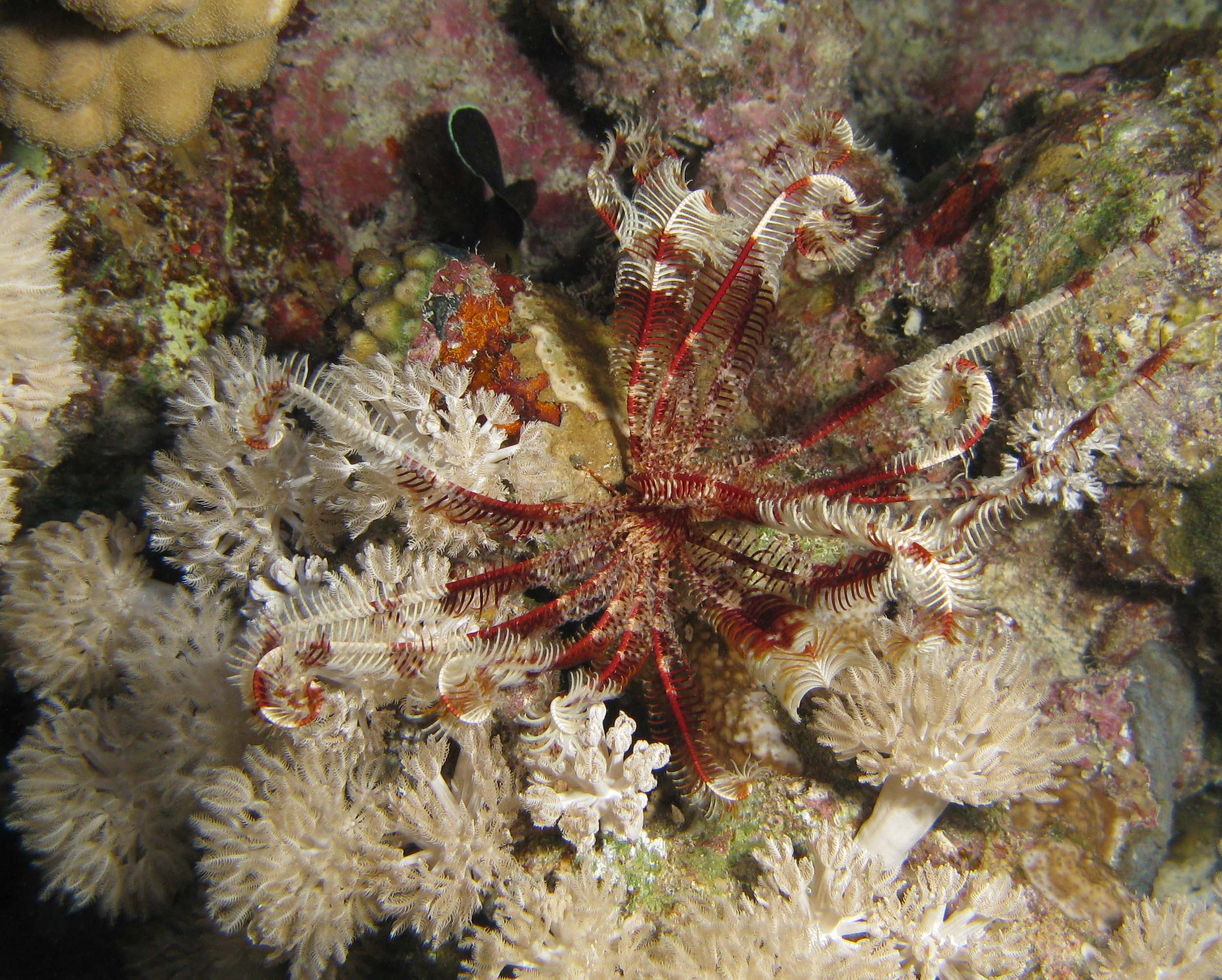 Feather star (Antedon bifida)