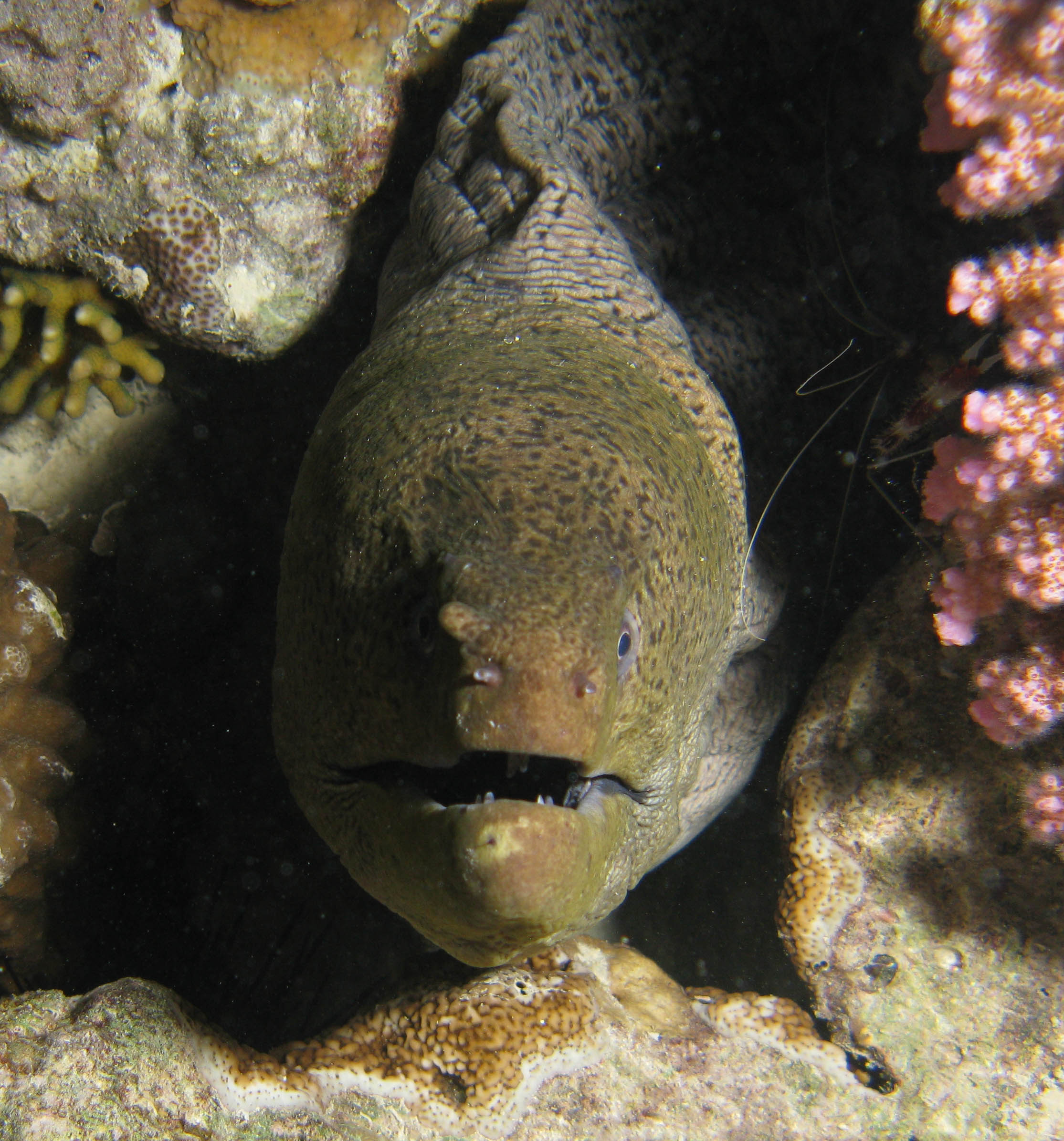Giant moral eel
