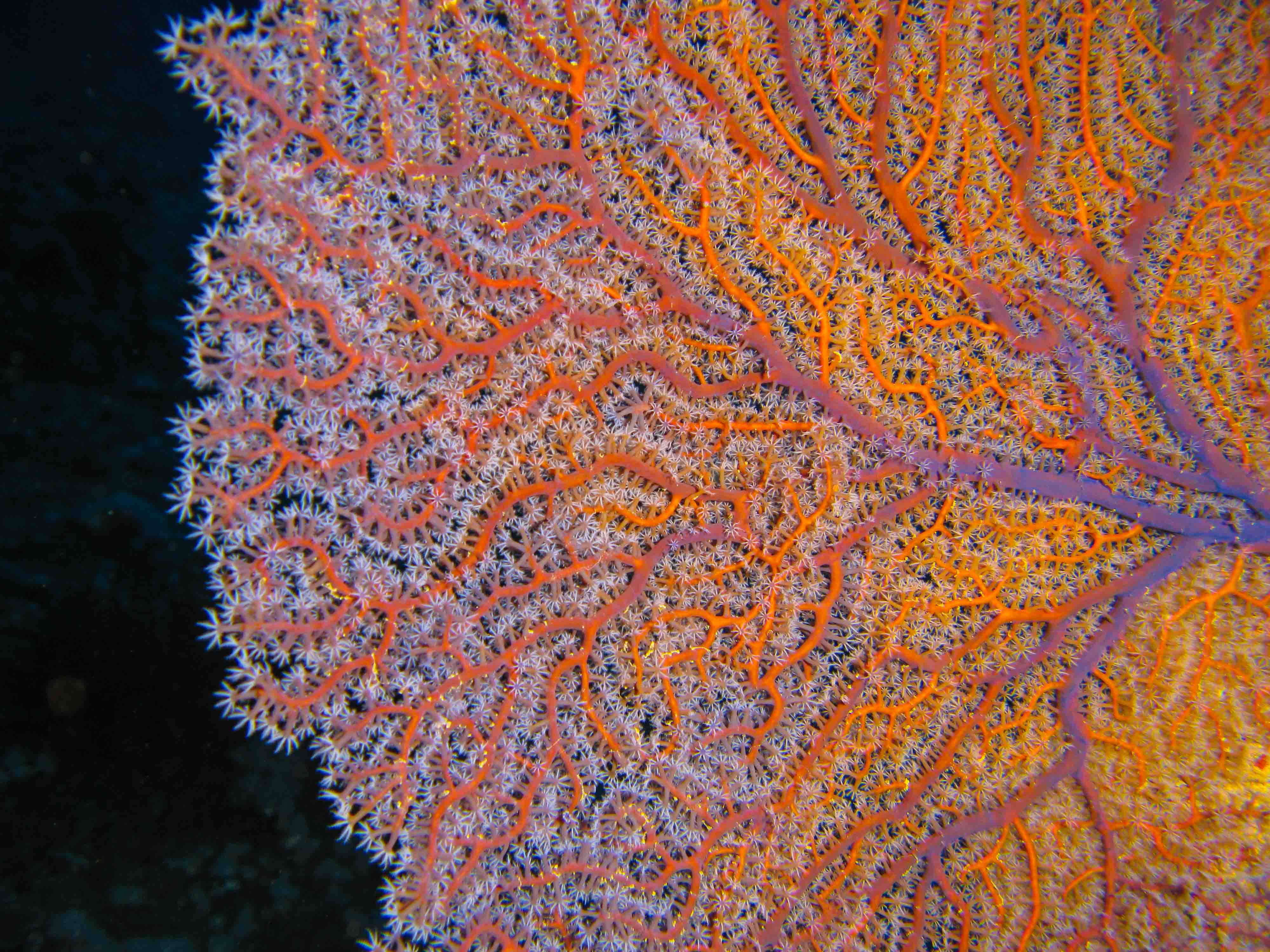Sea fan