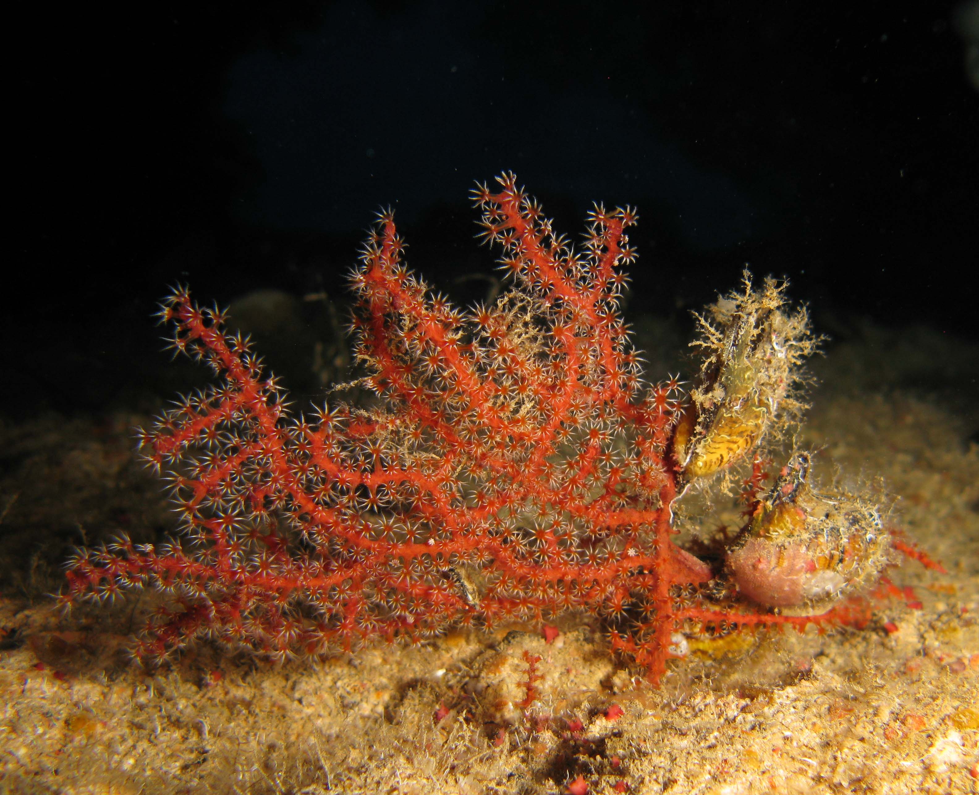 Noded horny coral (Acabaria biserialis)