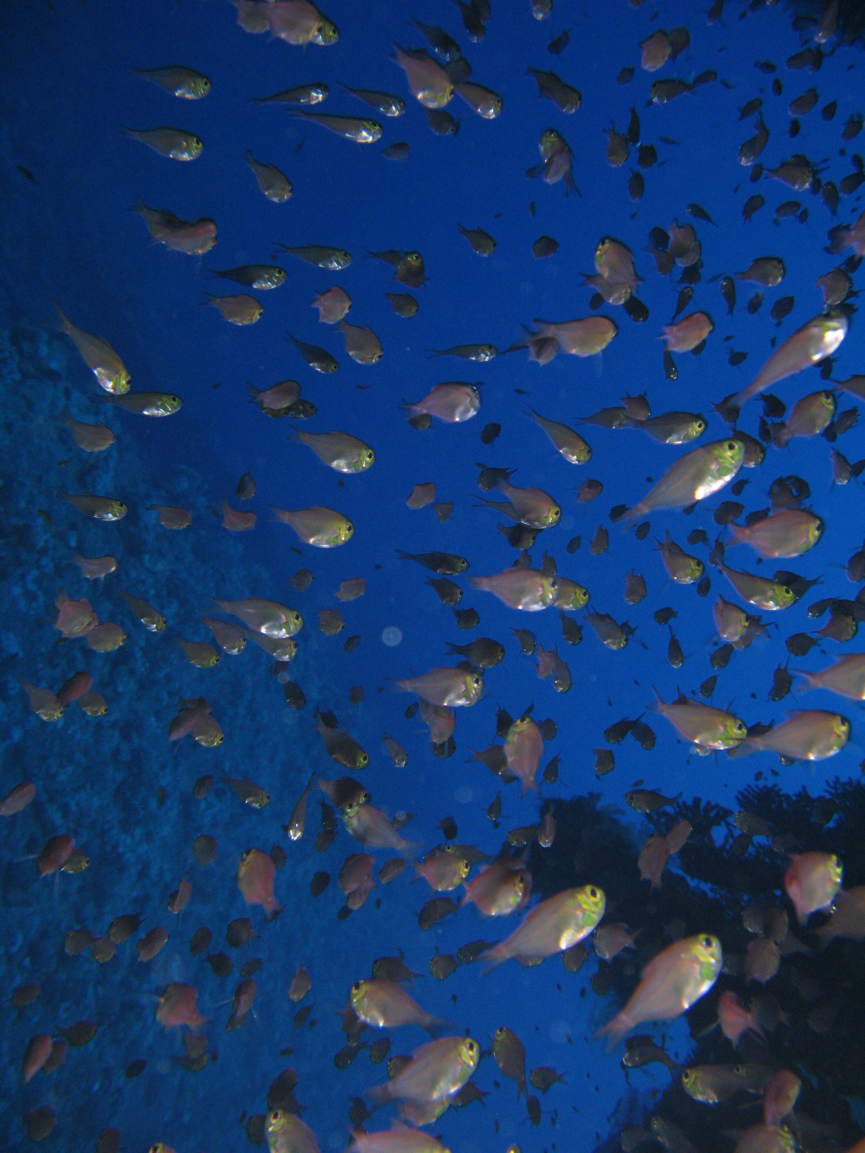 Glass fish (Golden sweepers)