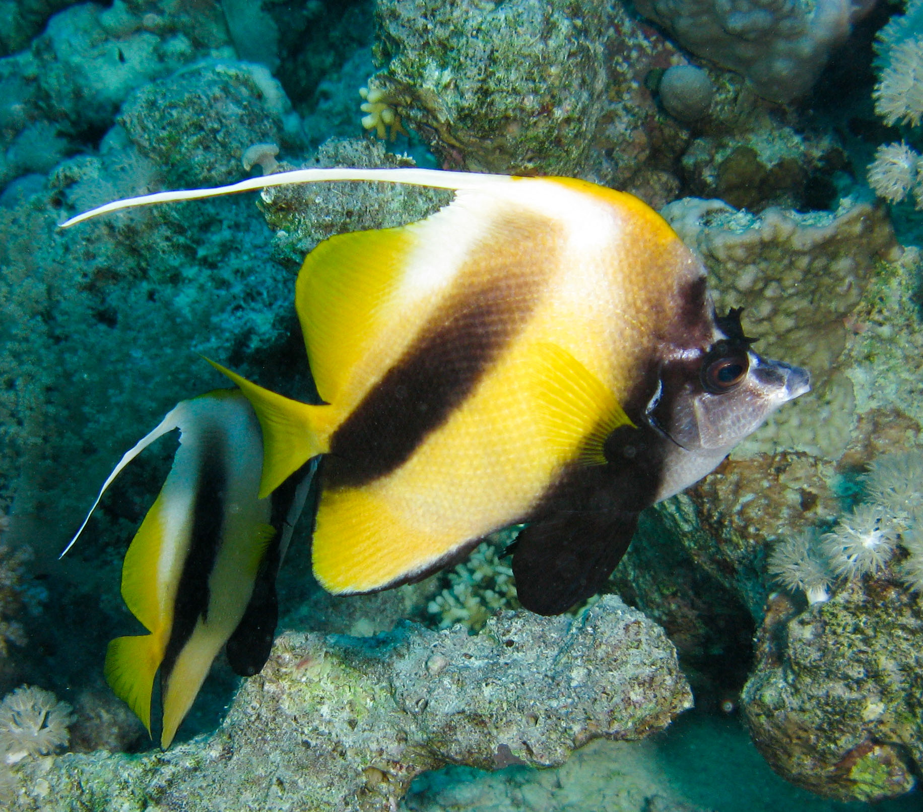 Red Sea bannerfish