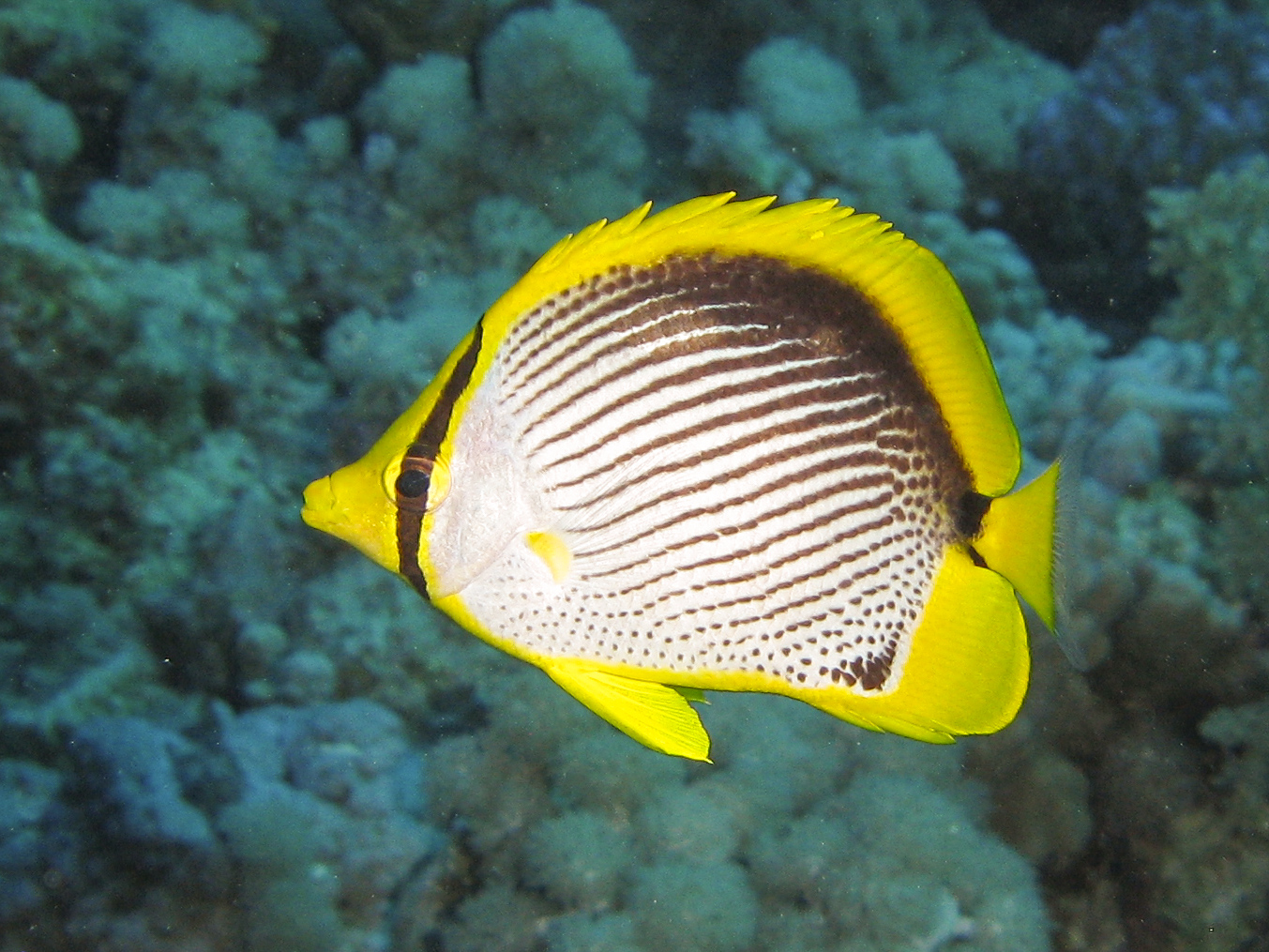 Blackbacked butterflyfish