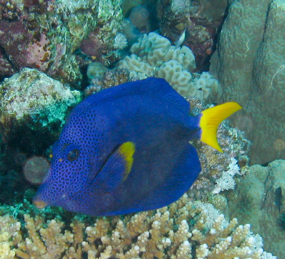 Yellowtail tang