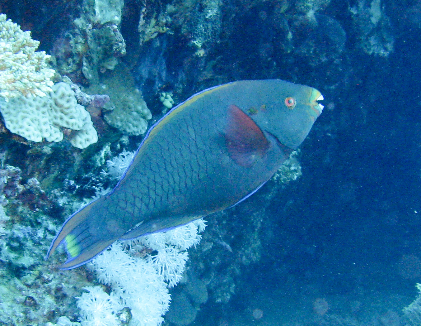 Parrotfish