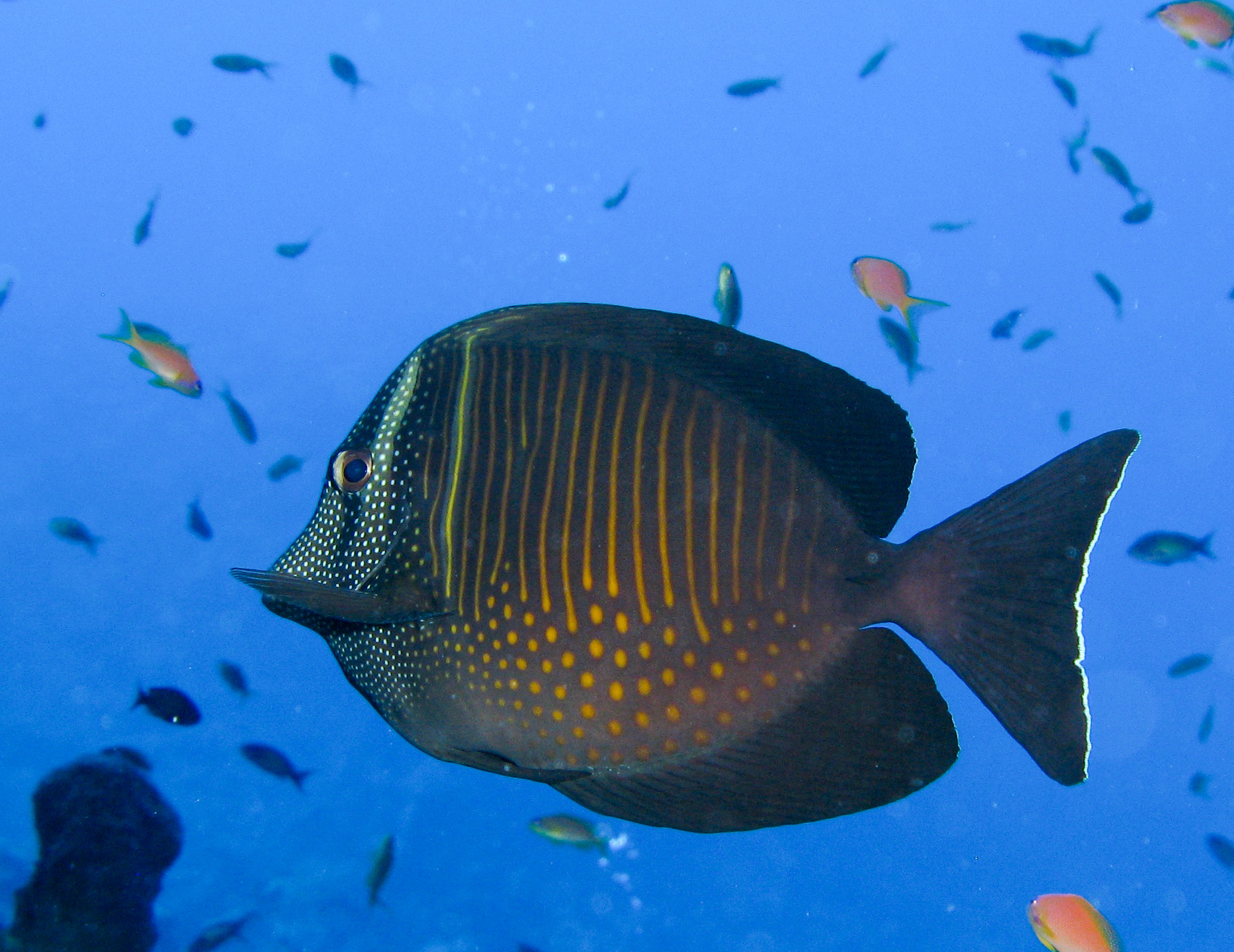 Sailfin Surgeonfish (Zebrasoma desjardinii)