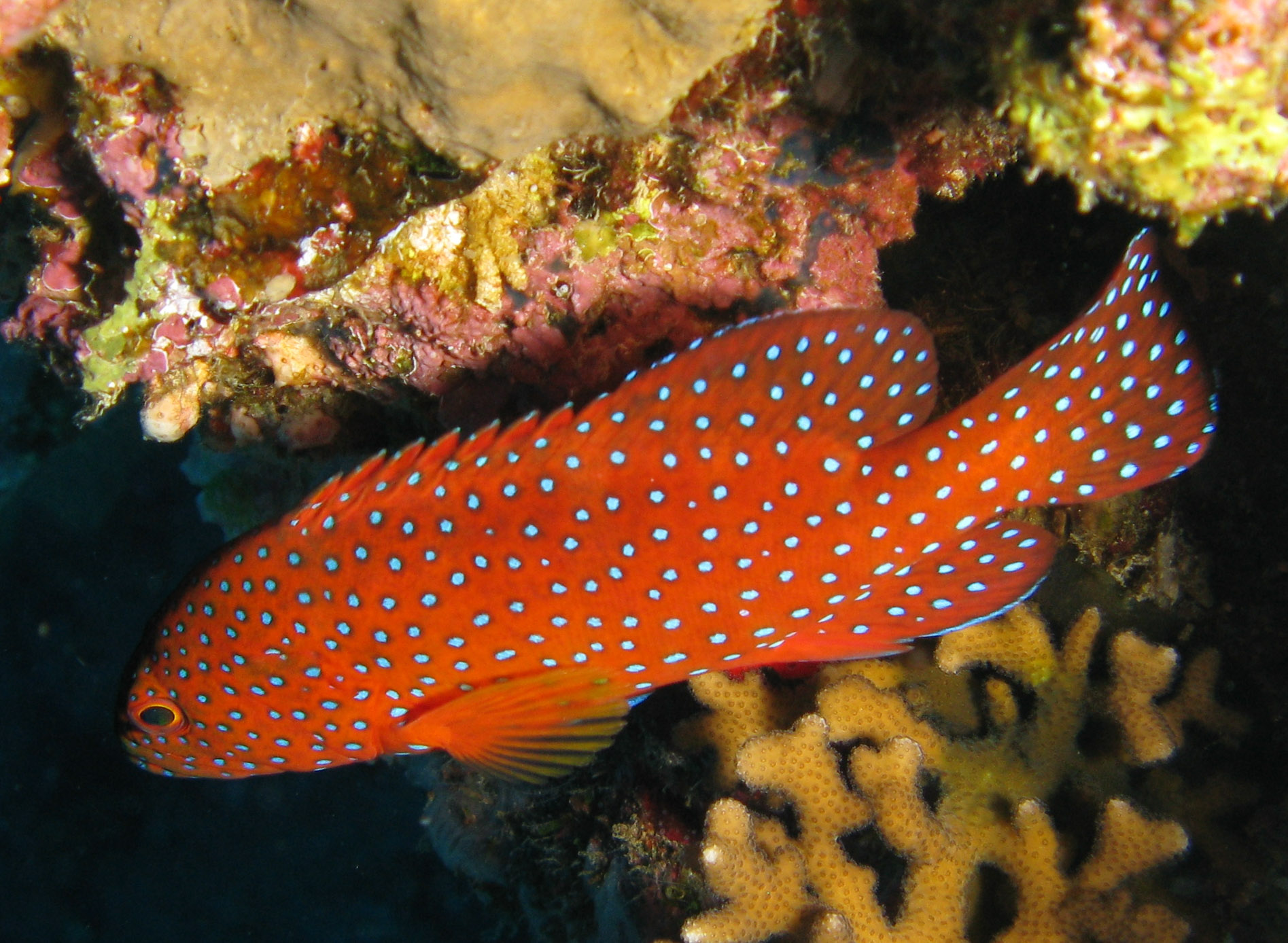 Coral hind