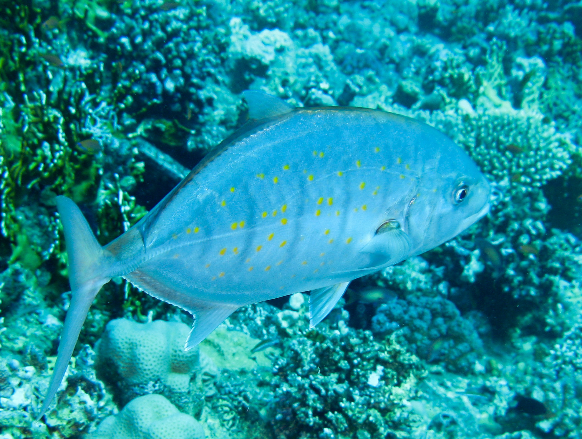 Orangespotted trevally