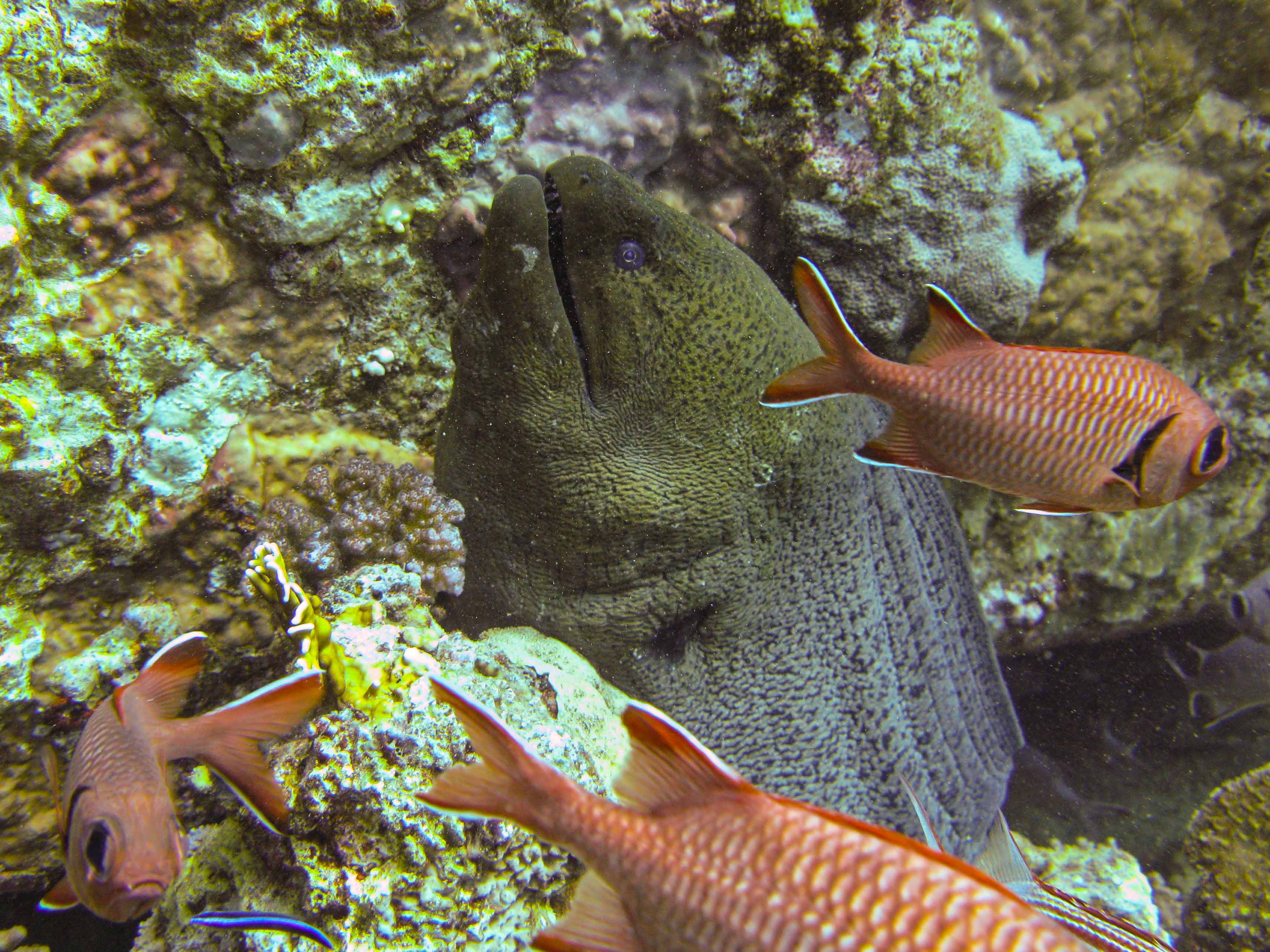 Giant moral eel Giant moral eel