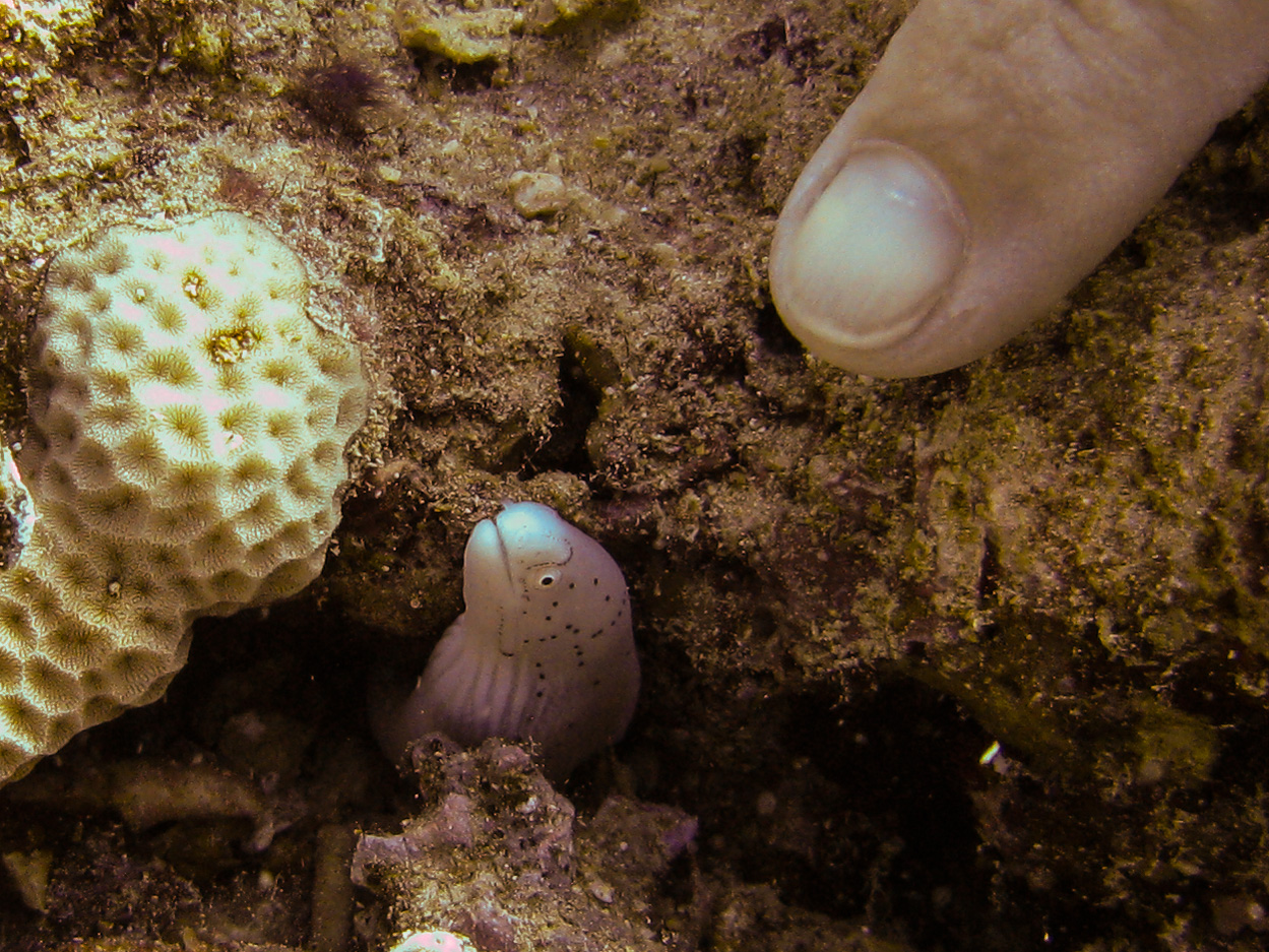 Grey moral eel Grey moral eel