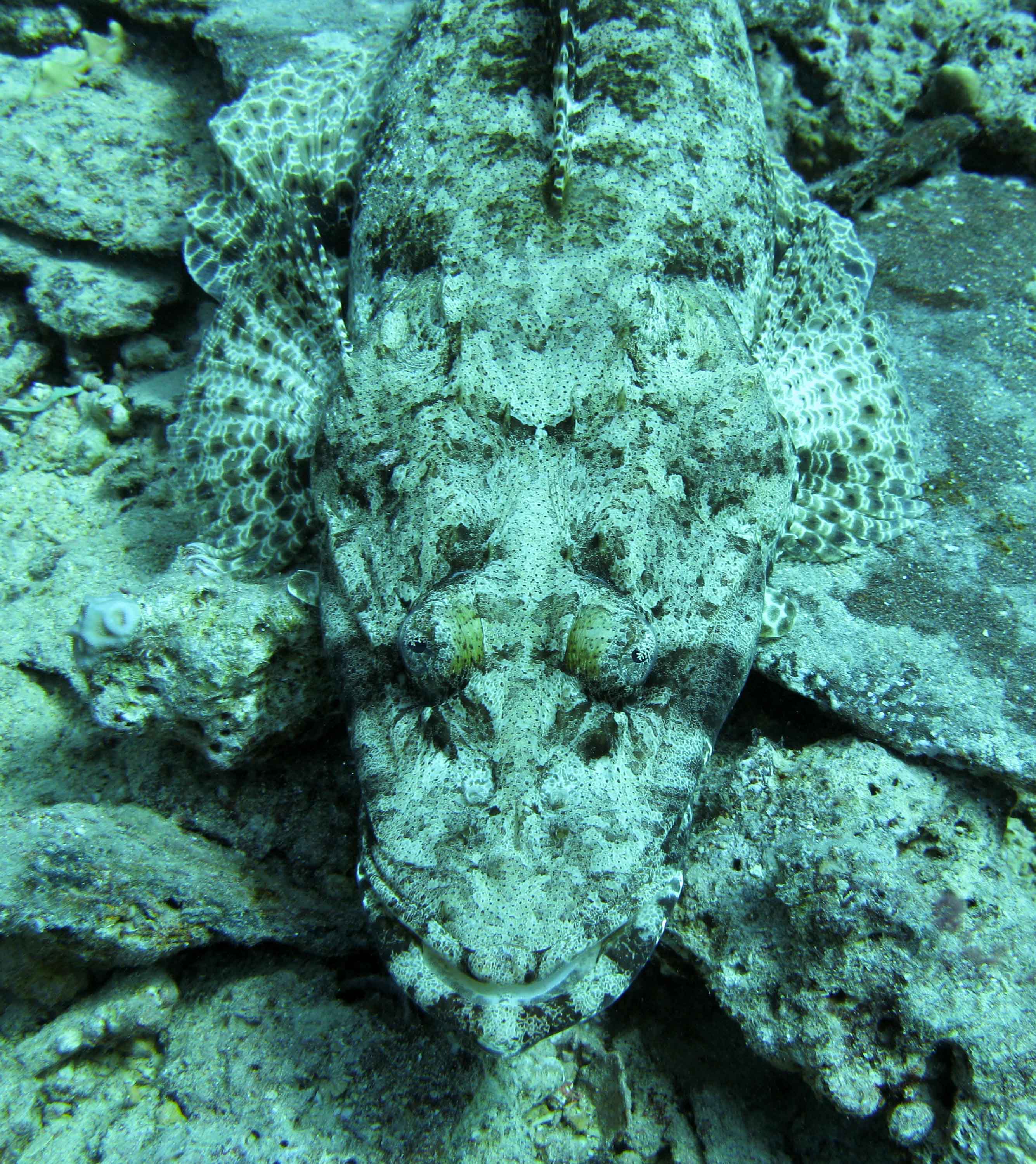 Indian Ocean crocodilefish Indian Ocean crocodilefish