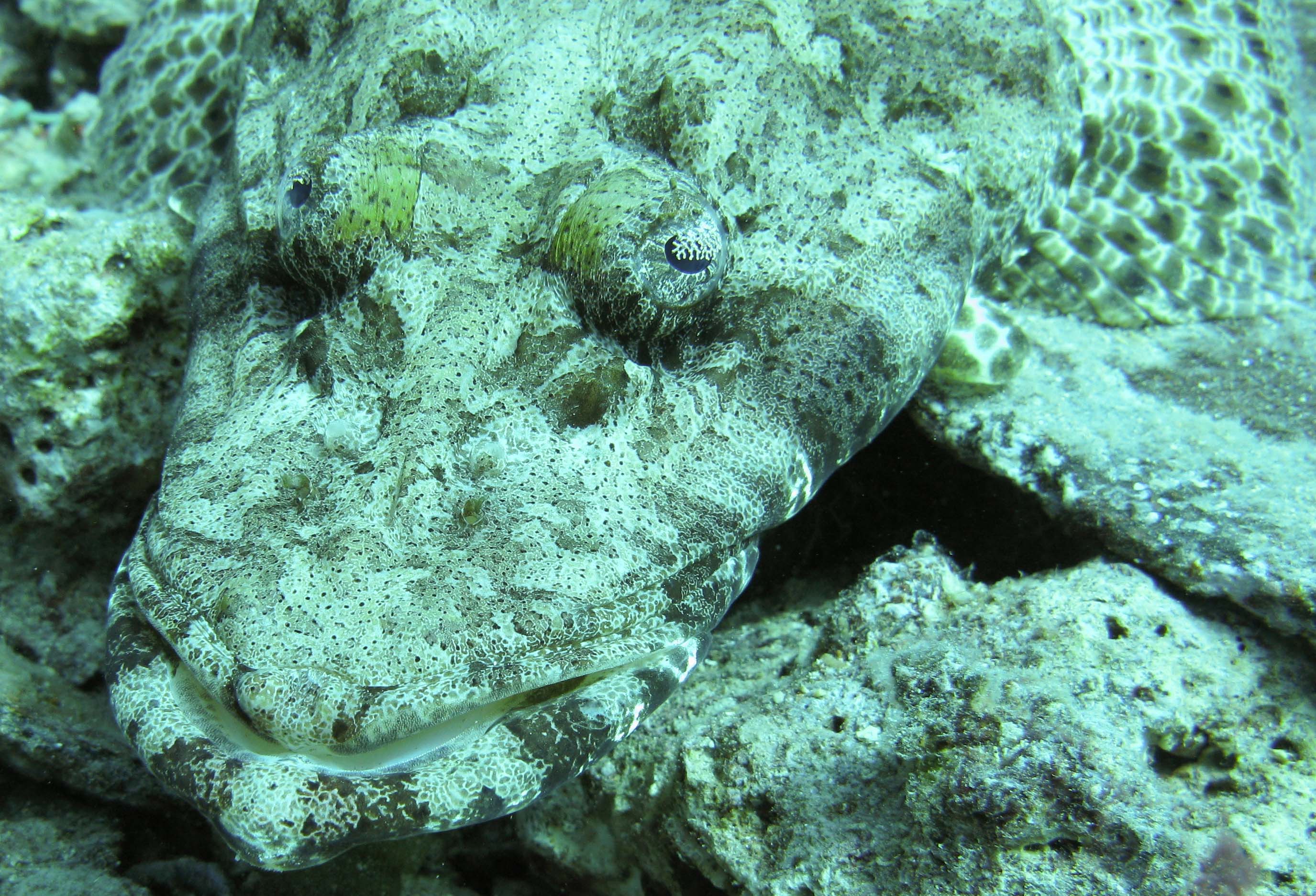 Indian Ocean crocodilefish Indian Ocean crocodilefish