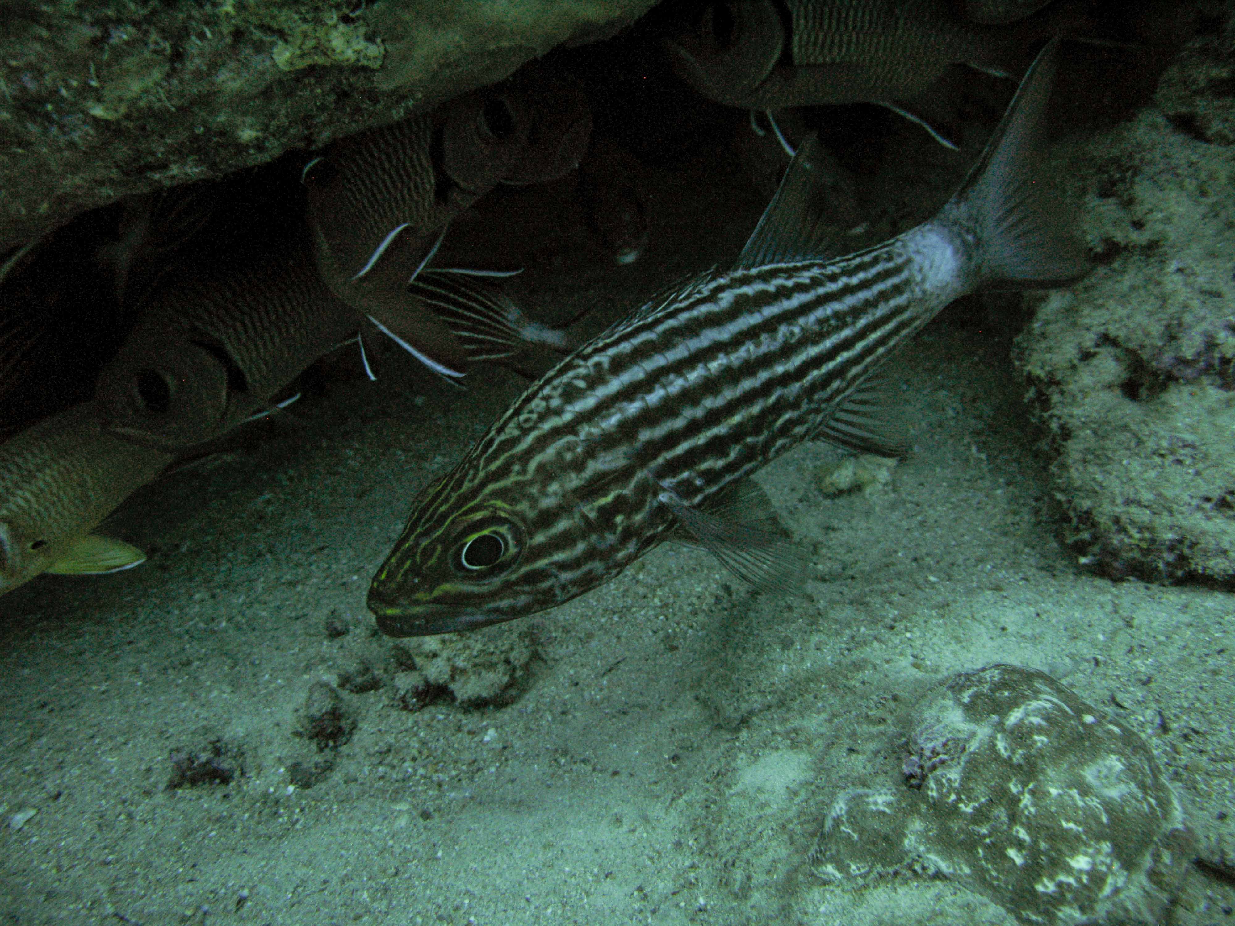 Lined wrasse Lined wrasse