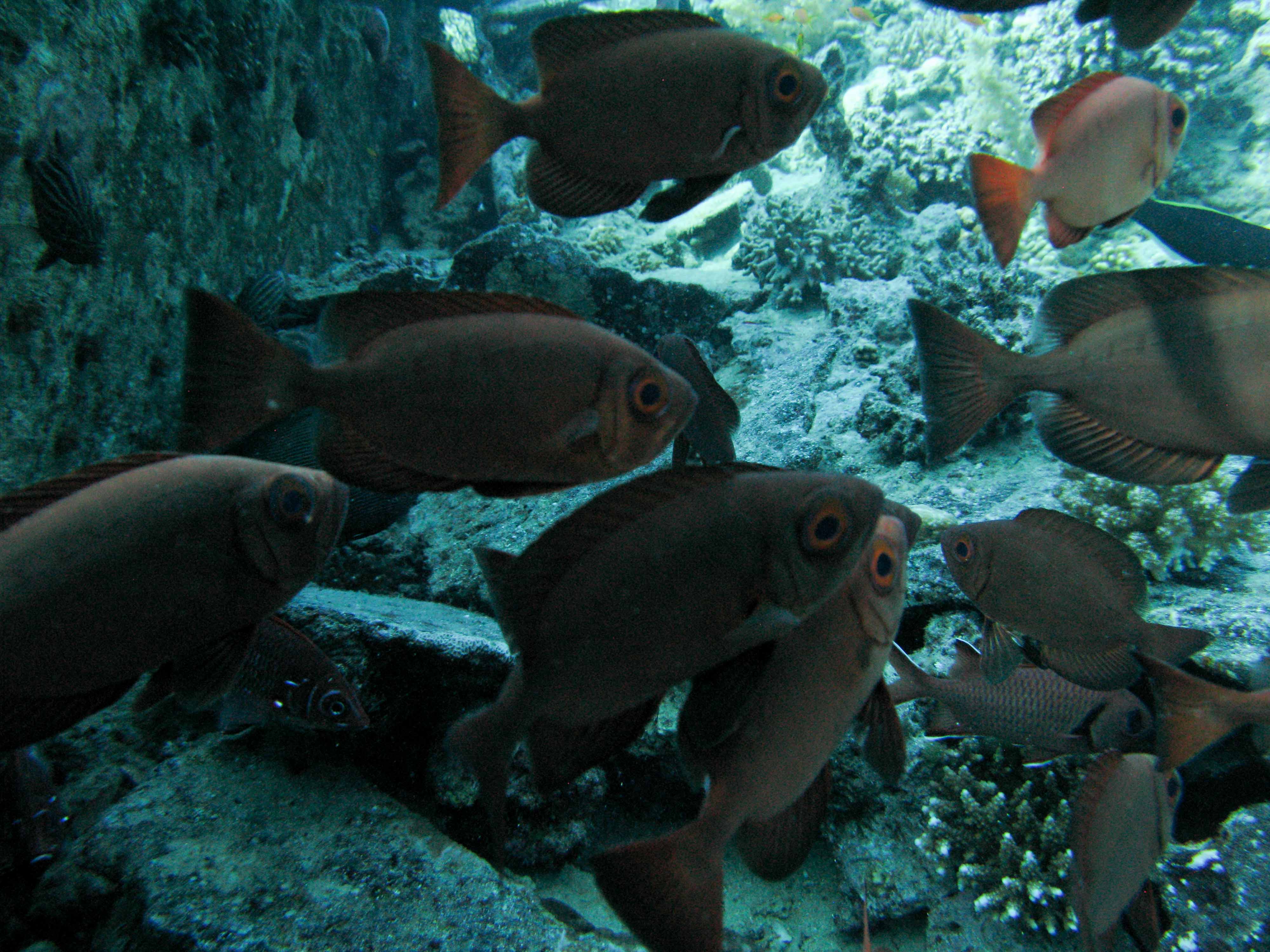 Squaretail rabbitfish Squaretail rabbitfish